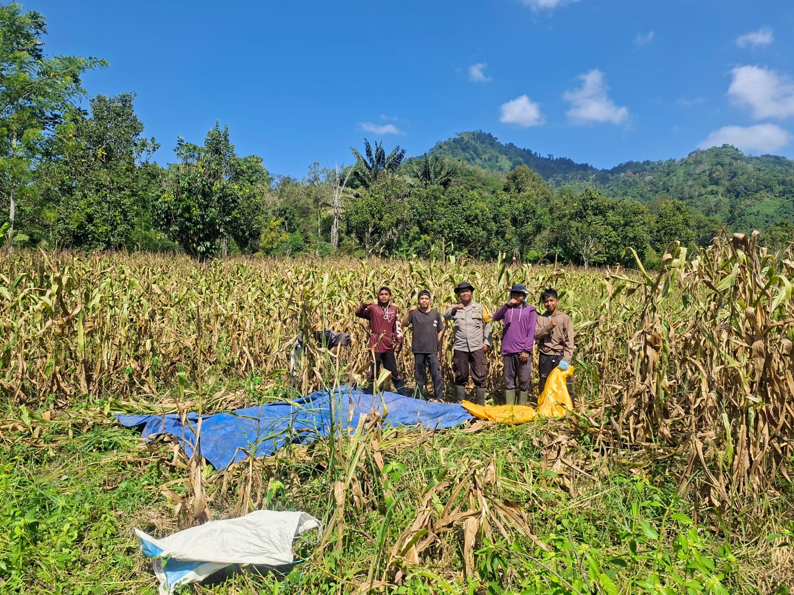 Bhabinkamtibmas Desa Amola Dampingi Panen Raya Jagung Kelompok Tani Binaan Polsek Binuang