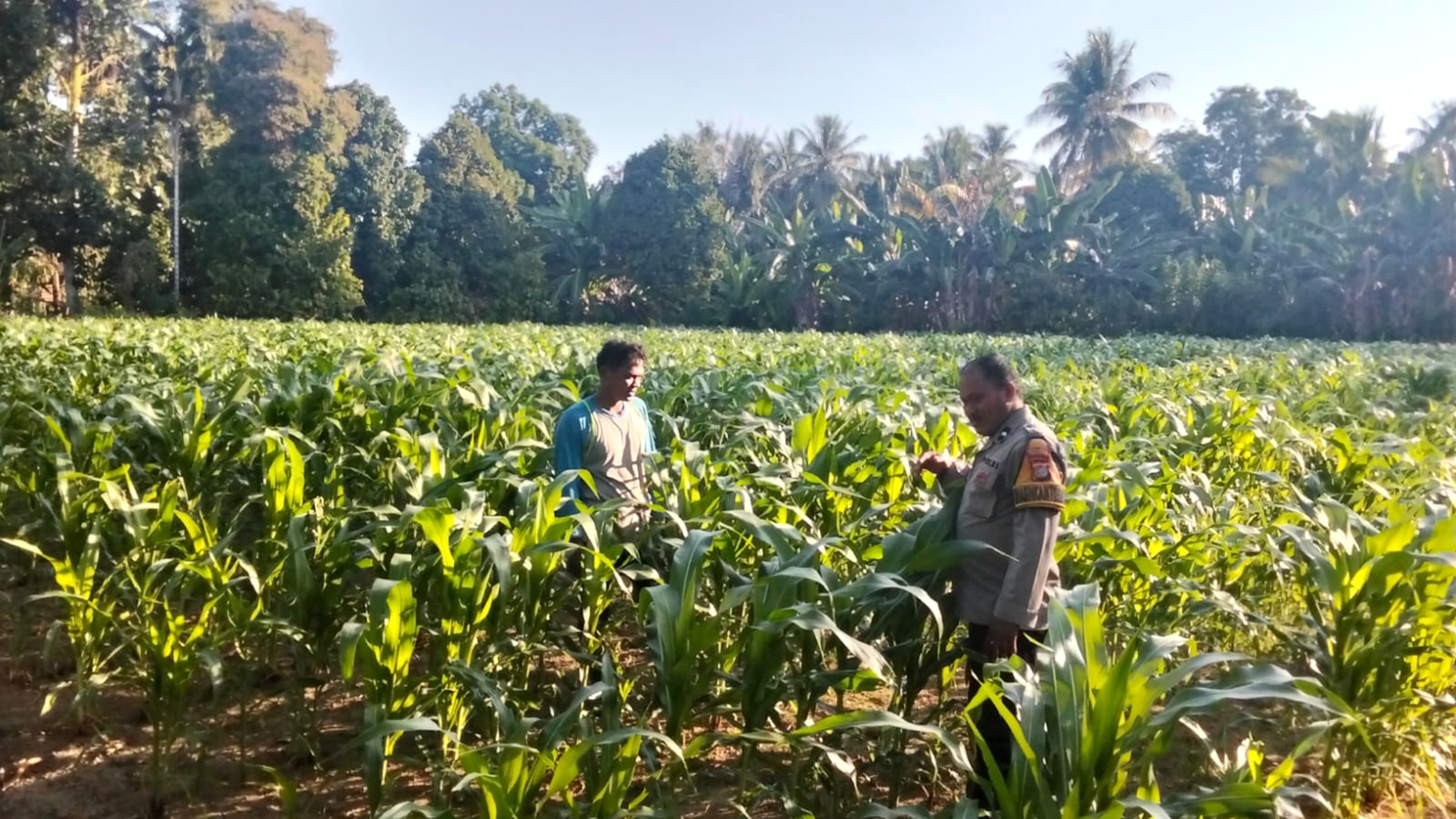 Bhabinkamtibmas Polsek Malunda Perkuat Pendampingan Petani, Optimistis Panen Jagung Berkualitas
