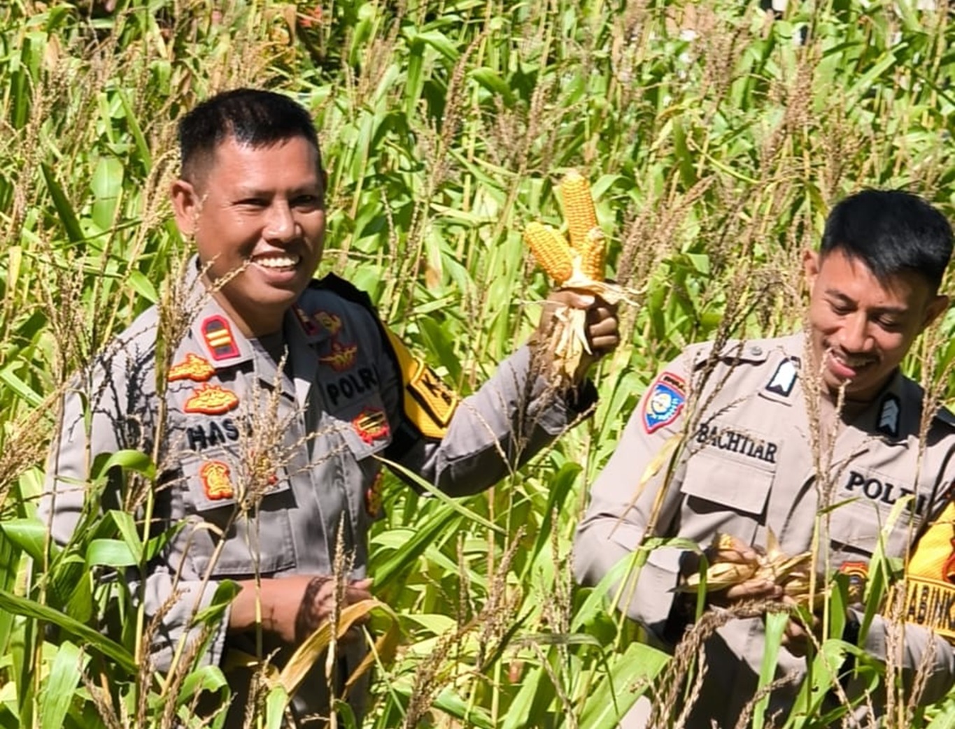 Kapolsek Banggae Turun ke Lahan, Panen Jagung Bersama Petani Wujud Dukungan Nyata Ketahanan Pangan Nasional