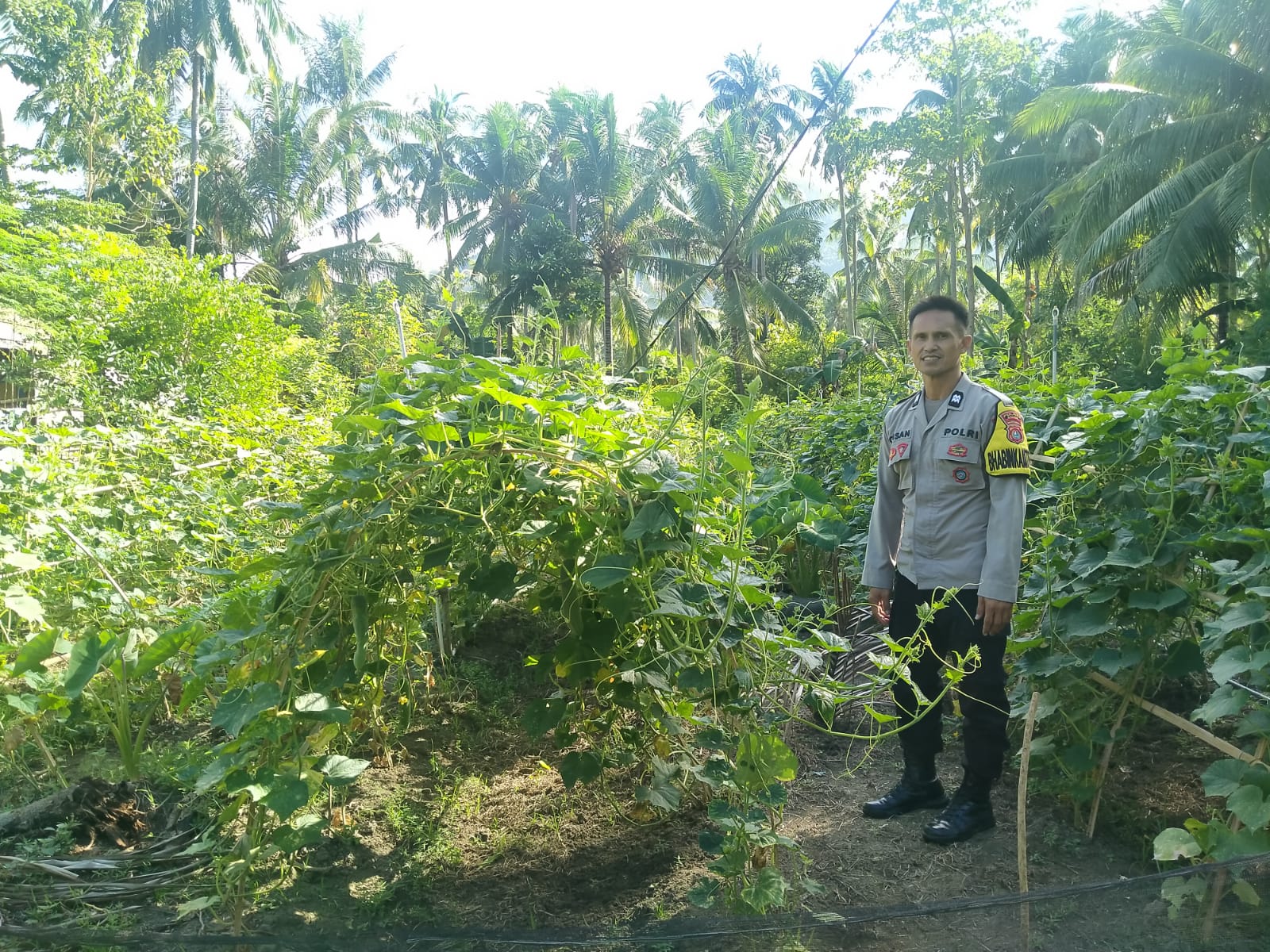 Bhabinkamtibmas Polsek Pamboang Dampingi Petani, Pastikan Tanaman Mentimun dan Kacang Panjang Tumbuh Optimal Dukung Ketahanan Pangan