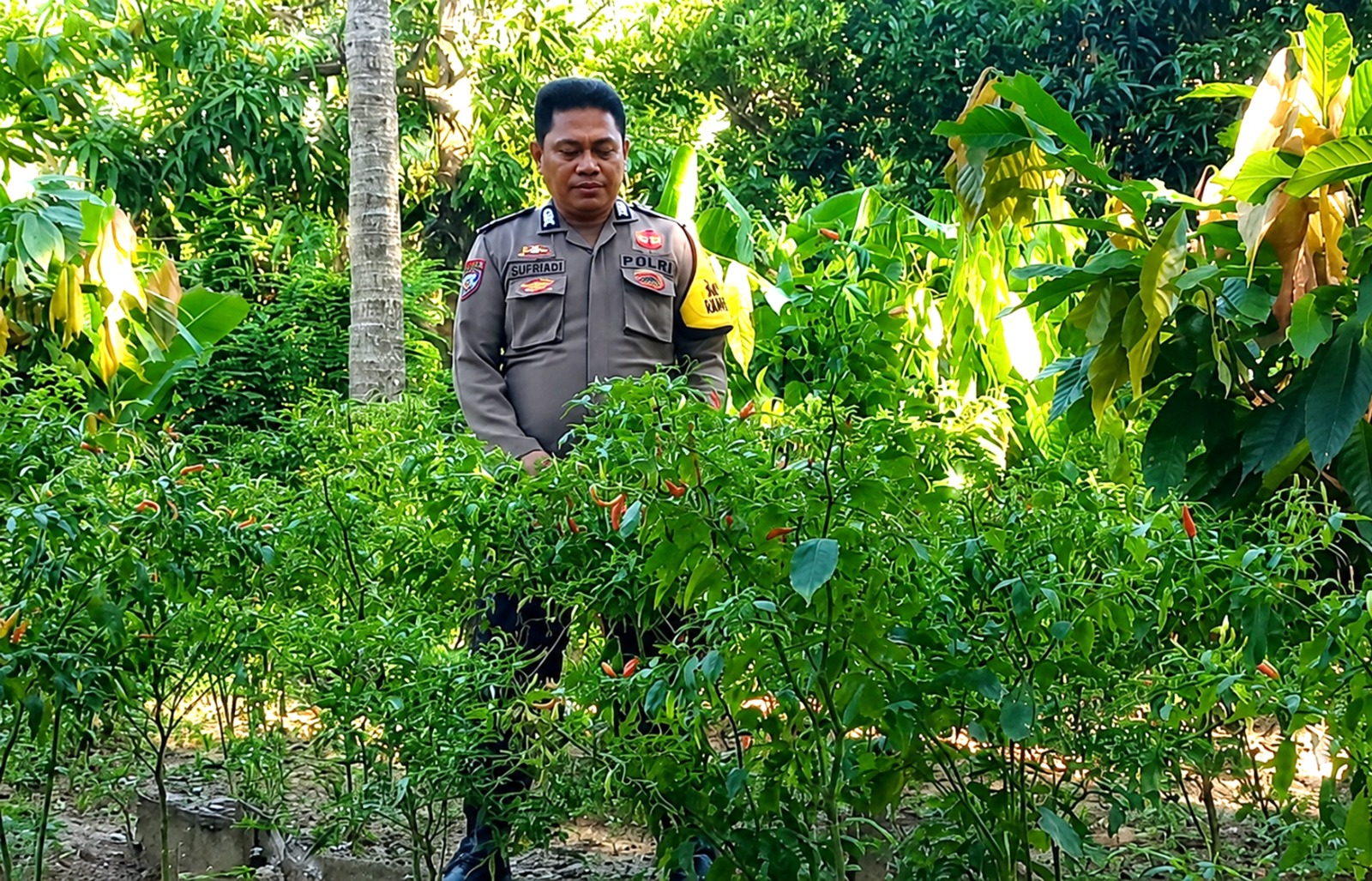 Bhabinkamtibmas Polsek Pamboang Kawal Budidaya Cabai, Perkuat Ketahanan Pangan dari Tingkat Desa