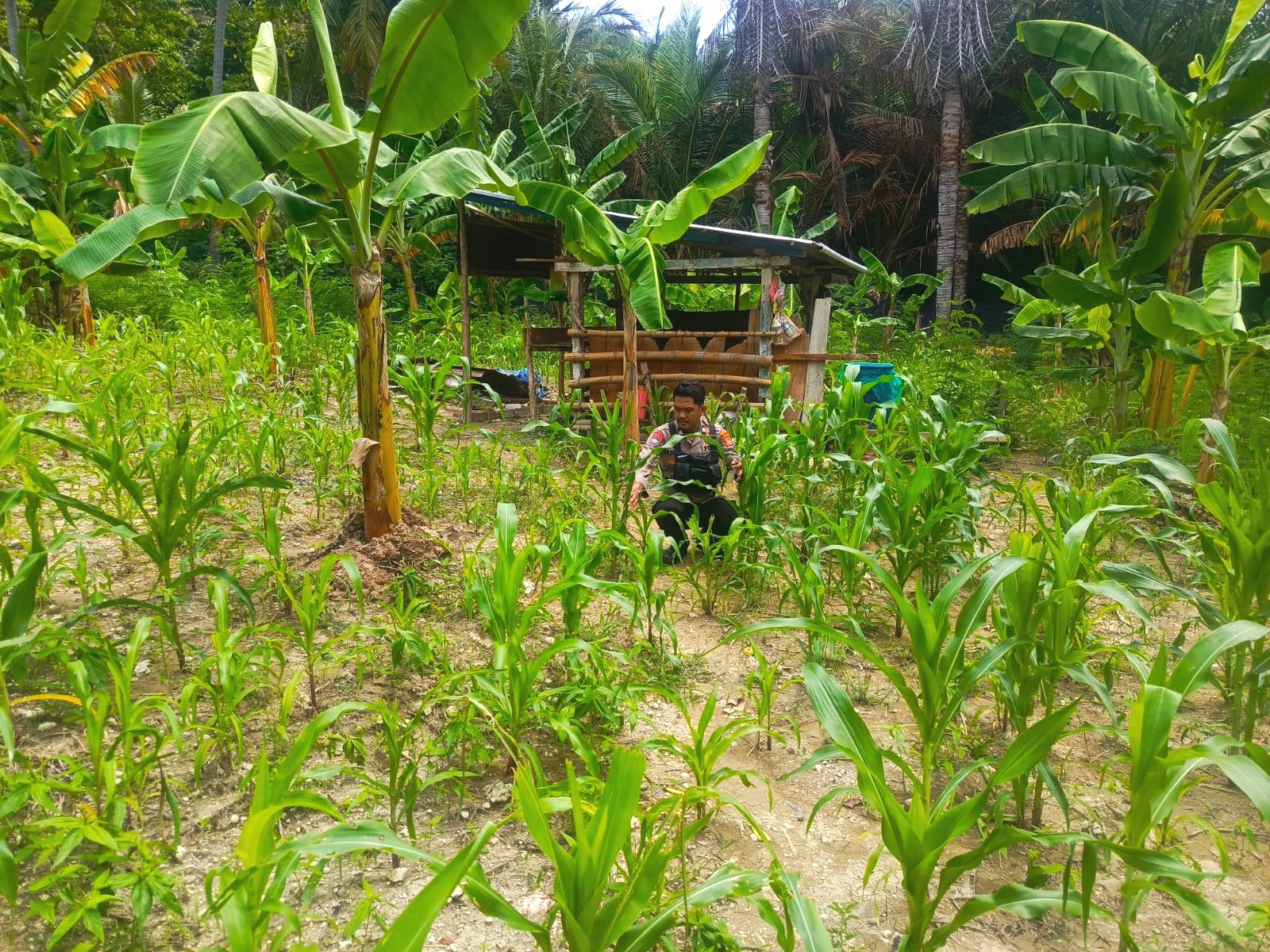 Bhabinkamtibmas Polsek Pamboang Pantau Lahan Jagung Warga, Perkuat Ketahanan Pangan dari Desa