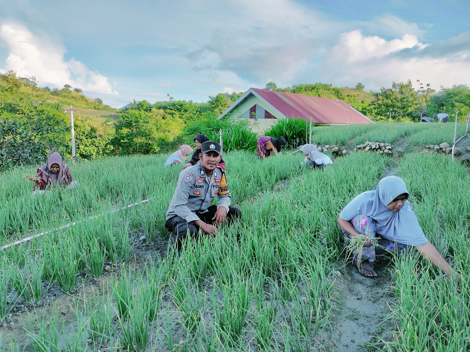 Bhabinkamtibmas Polsek Banggae Dampingi Kelompok Tani Bukit Soe, Pastikan Tanaman Bawang Merah Tumbuh Optimal