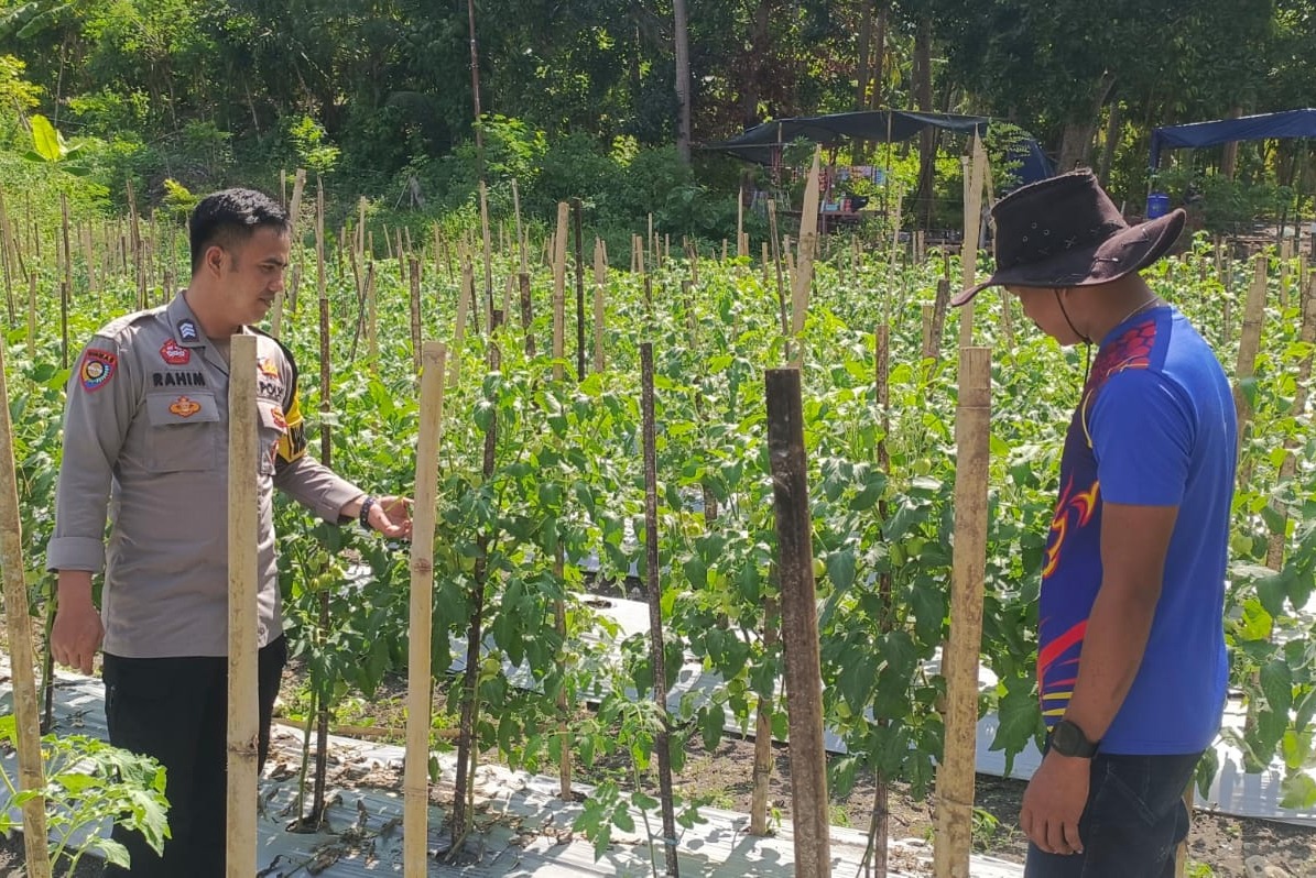 Dukung Ketahanan Pangan, Bhabinkamtibmas Polsek Banggae Kawal Pertumbuhan Tomat Kelompok Tani Antrabes