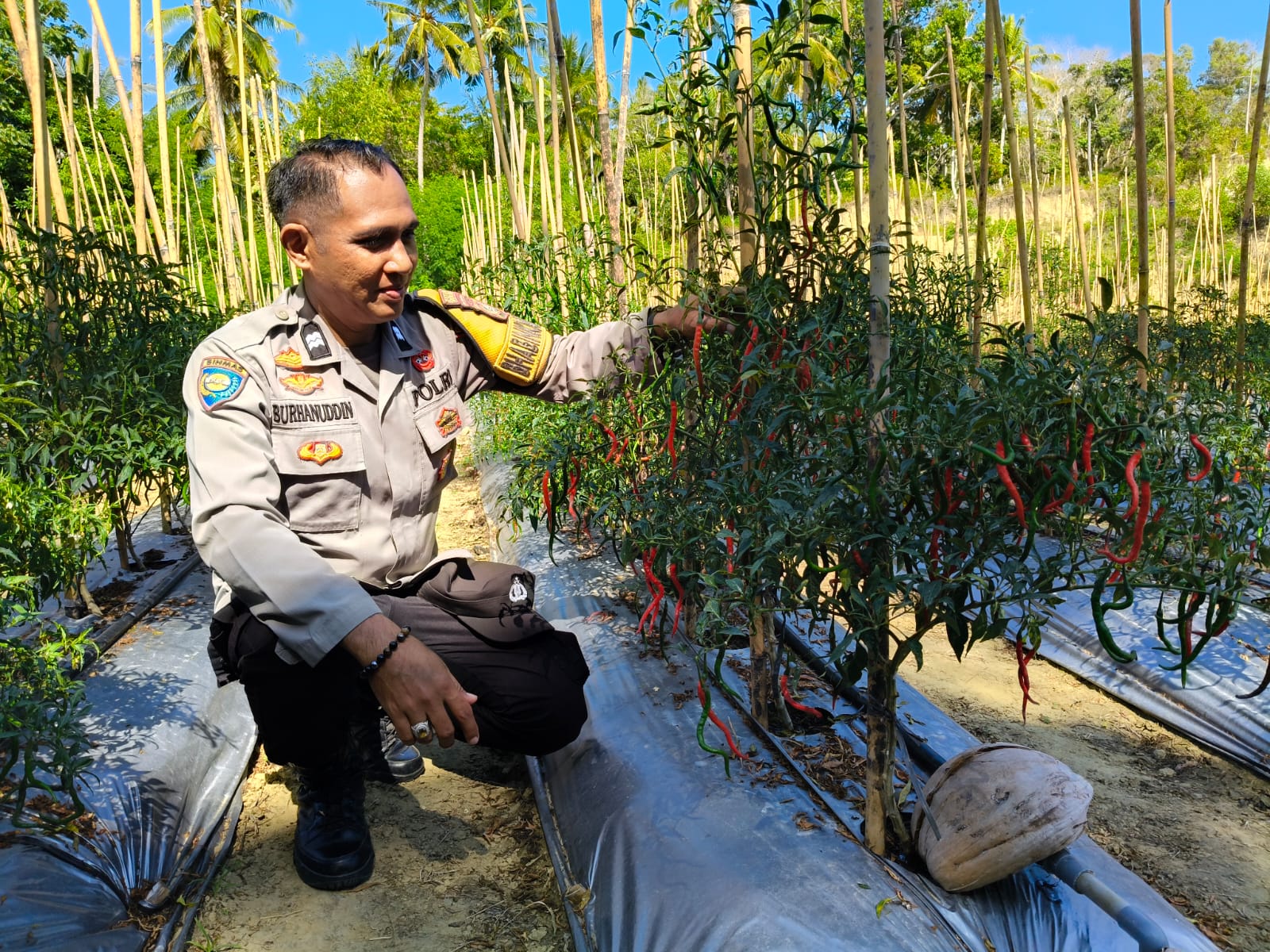 Jelang Panen, Bhabinkamtibmas Polsek Banggae Pantau Perkembangan Lahan Cabai Kelompok Tani Paendo