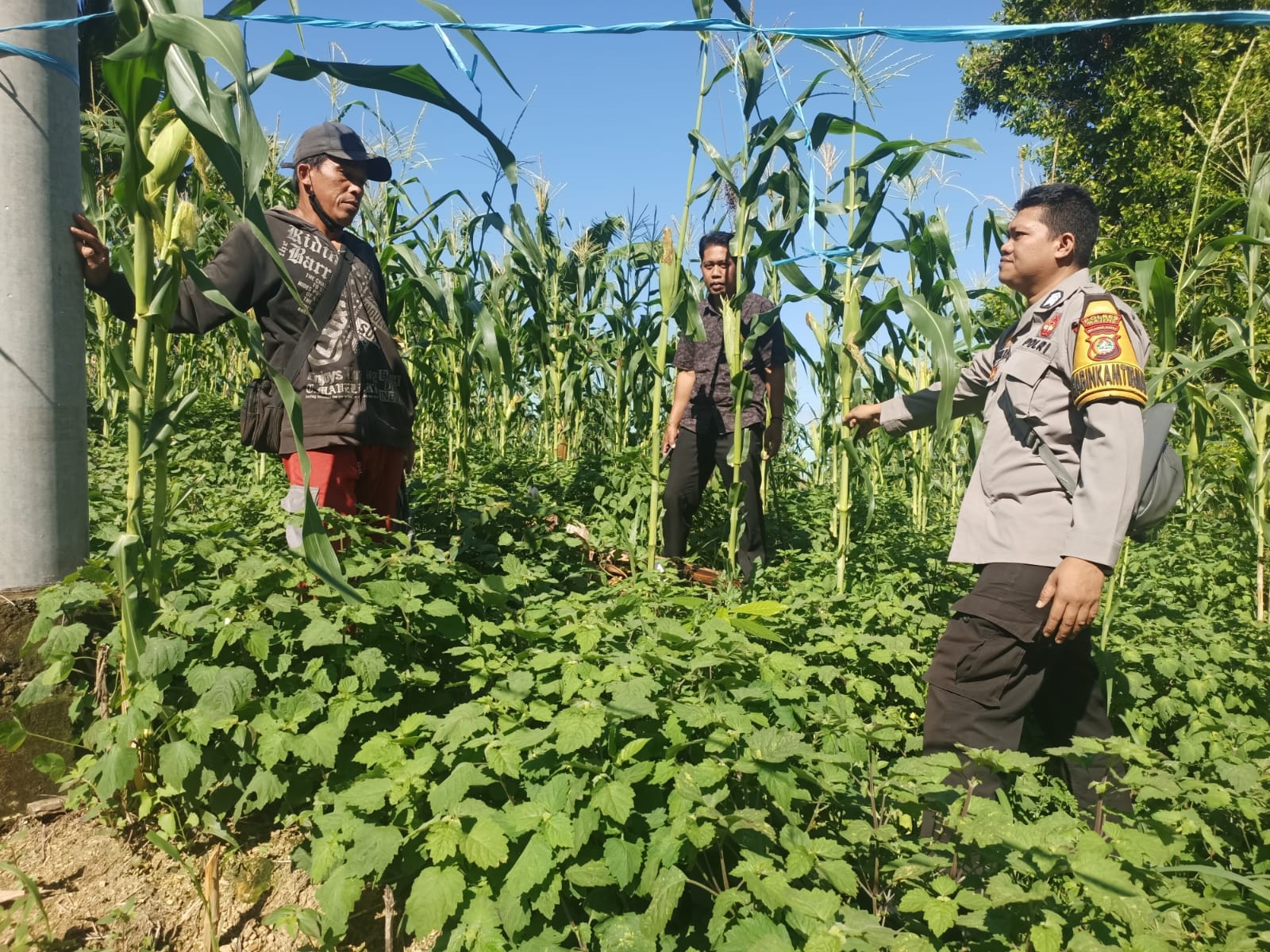 Sukseskan Ketahanan Pangan, Bhabinkamtibmas Polsek Sendana Pantau Kebun Tumpang Sari Warga di Desa Manyamba