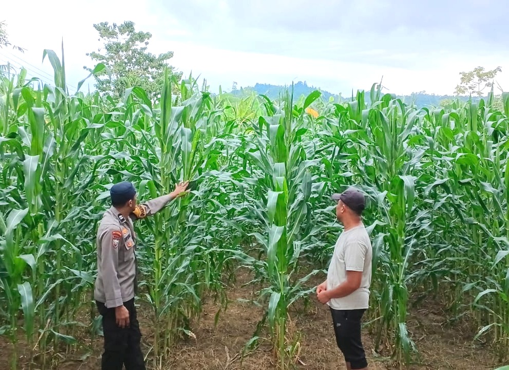 Bhabinkamtibmas Polsek Malunda Kawal Ketahanan Pangan, Tanaman Jagung Kelompok Tani Binaan Tumbuh Subur