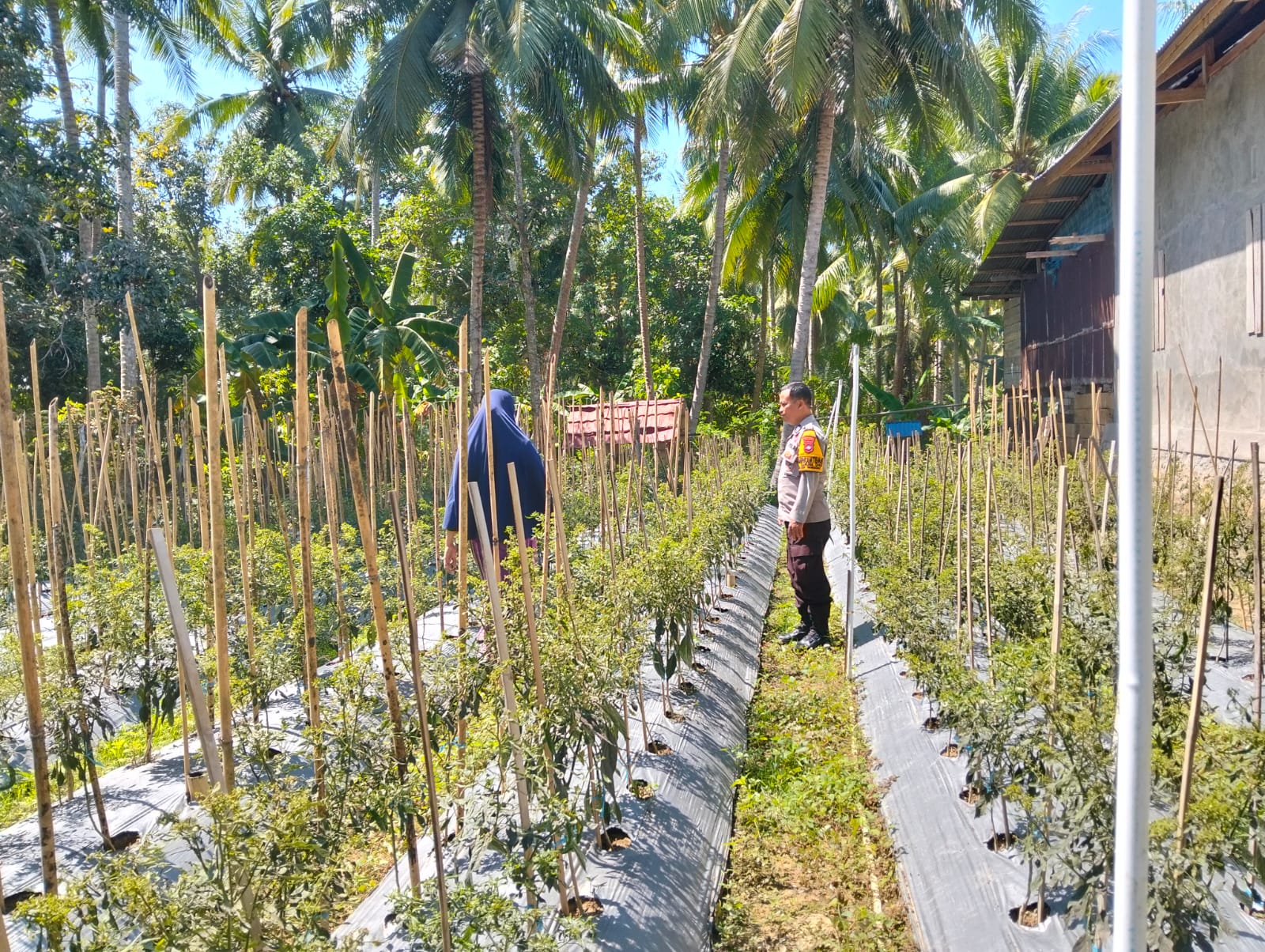Bhabinkamtibmas Polsek Banggae Dampingi KWT Delima Kembangkan Cabai Besar untuk Ketahanan Pangan