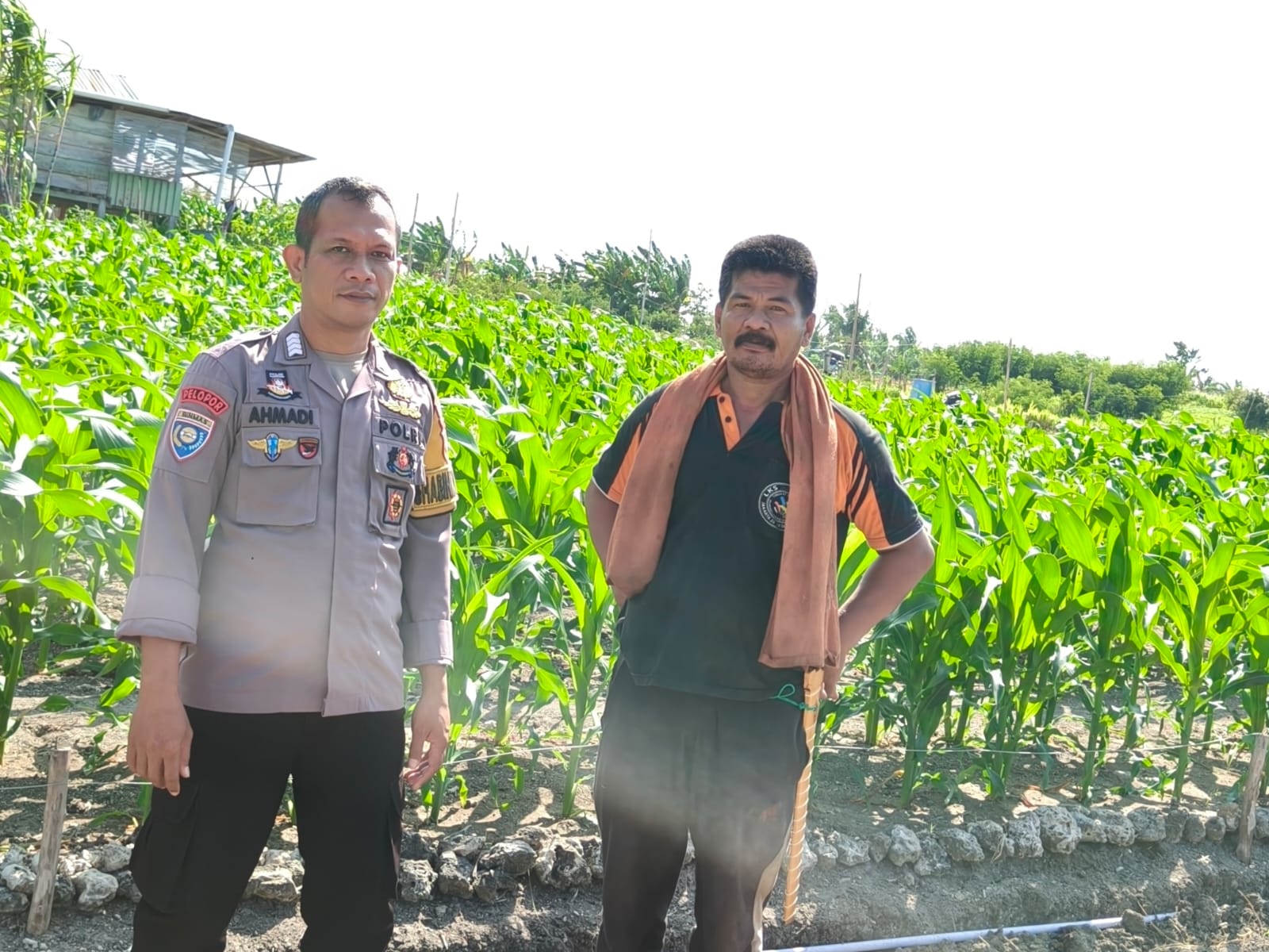Bhabinkamtibmas Polsek Banggae Dampingi Petani, Optimistis Jagung Tumbuh Subur Dukung Ketahanan Pangan Nasional
