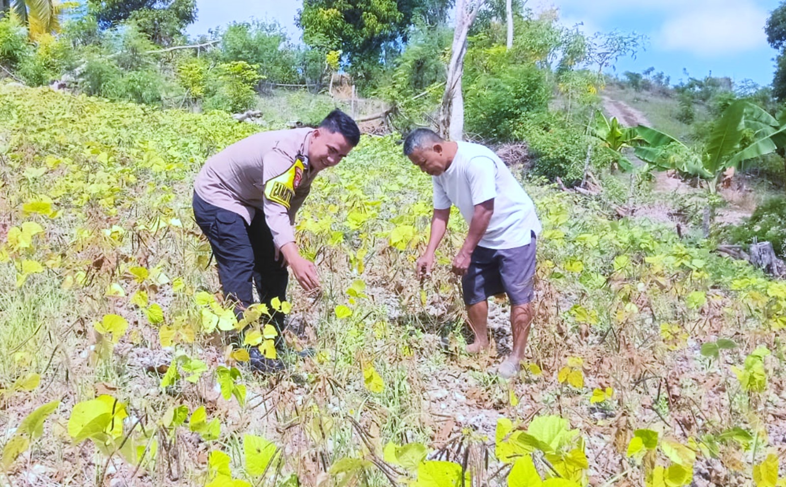 Dukung Ketahanan Pangan, Bhabinkamtibmas Polsek Banggae Pantau Perkembangan Kacang Hijau Kelompok Tani Arundung