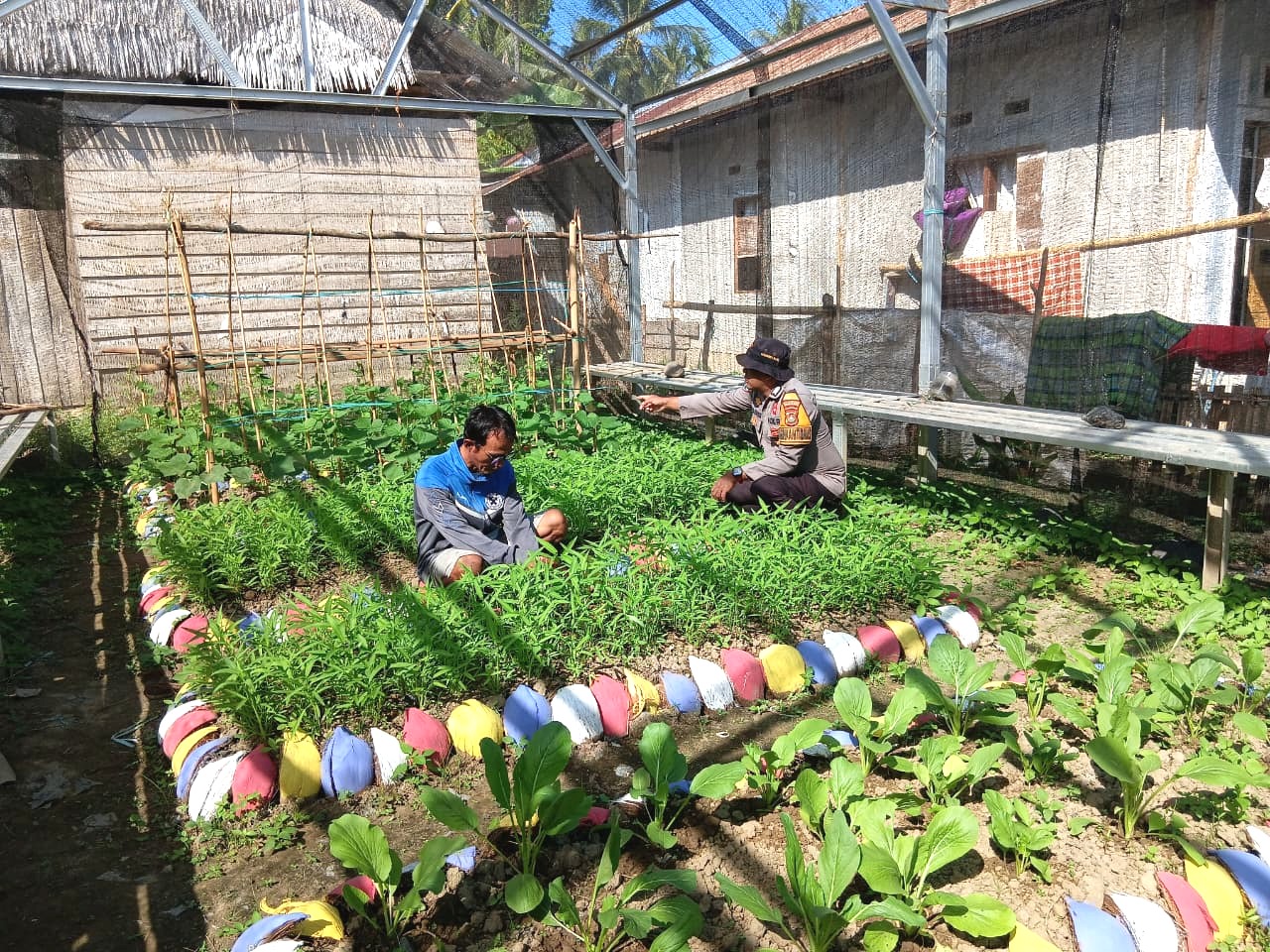 Perkuat Ketahanan Pangan Nasional, Bhabinkamtibmas Polsek Malunda Sambangi Kebun KWT Dasa Wisma Melati di Karalembang Barat