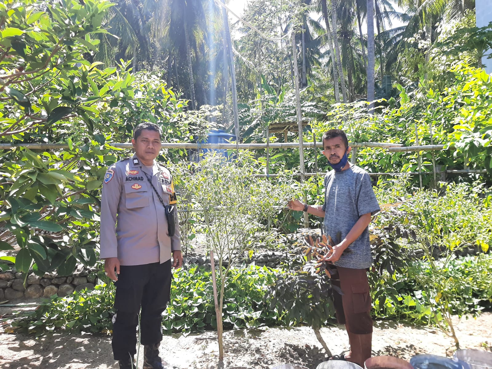 Bhabinkamtibmas Polsek Banggae Kawal Ketahanan Pangan, Pastikan Kebun Kelompok Tani Kayu Bunga Tumbuh Produktif