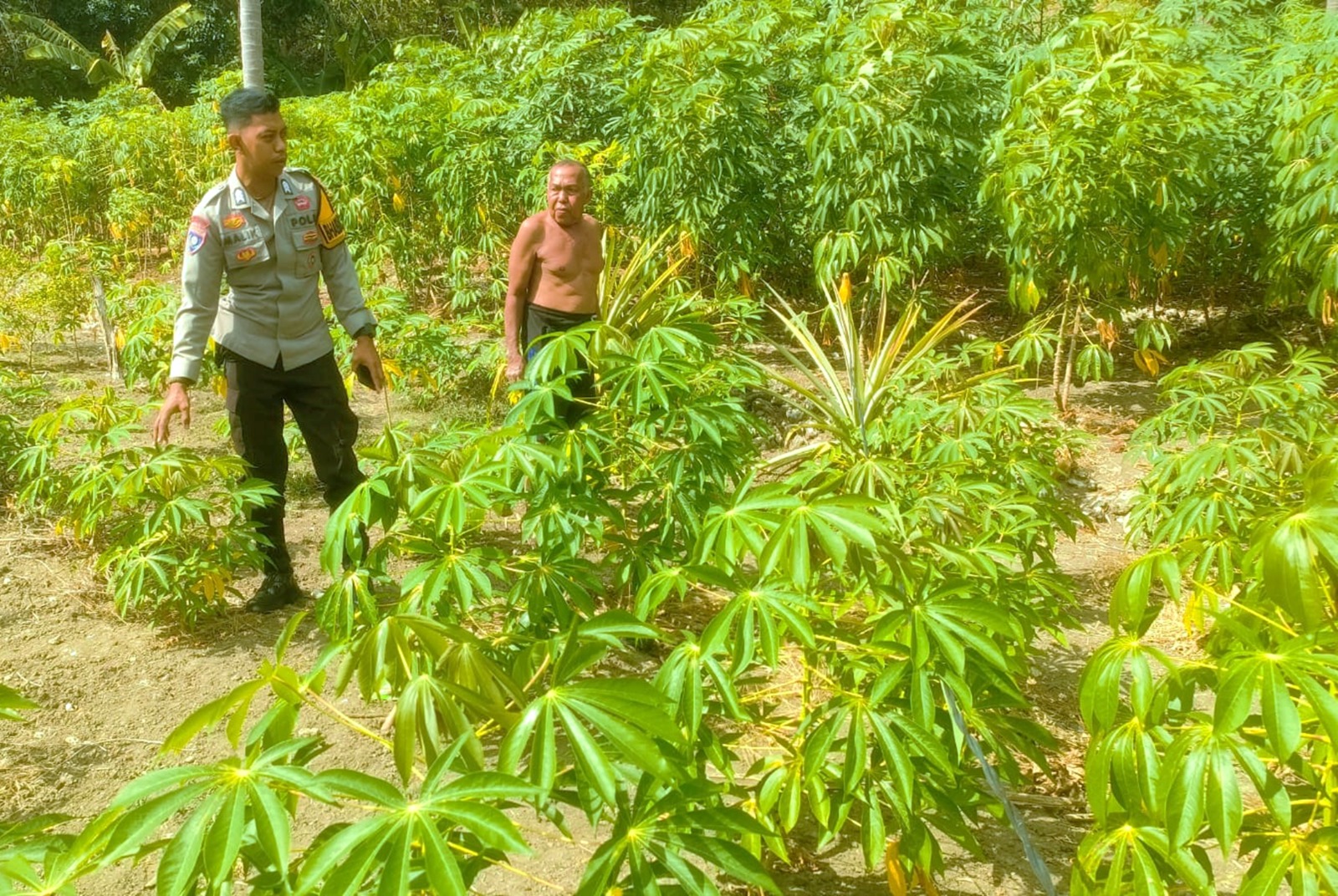 Dukung Ketahanan Pangan Nasional, Bhabinkamtibmas Polsek Banggae Pantau Perkembangan Kebun Singkong Warga