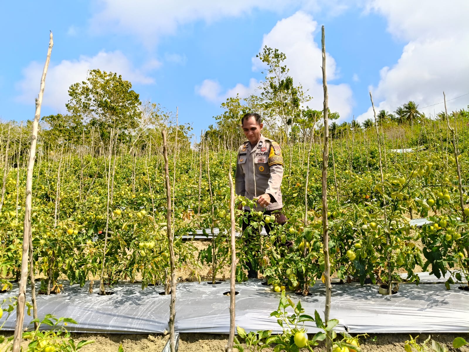 Pastikan Tanaman Siap Panen, Bhabinkamtibmas Polsek Banggae Kontrol Kebun Tomat Kelompok Tani Randang Balisa di Tande Timur