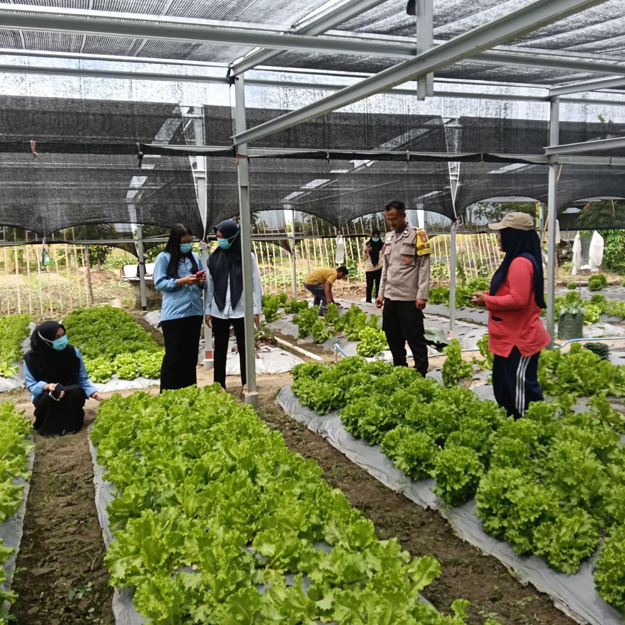 Bhabinkamtibmas Sidorejo Buka Akses Pasar, Sayuran KWT Sukma Siap Dipasok ke SPPG