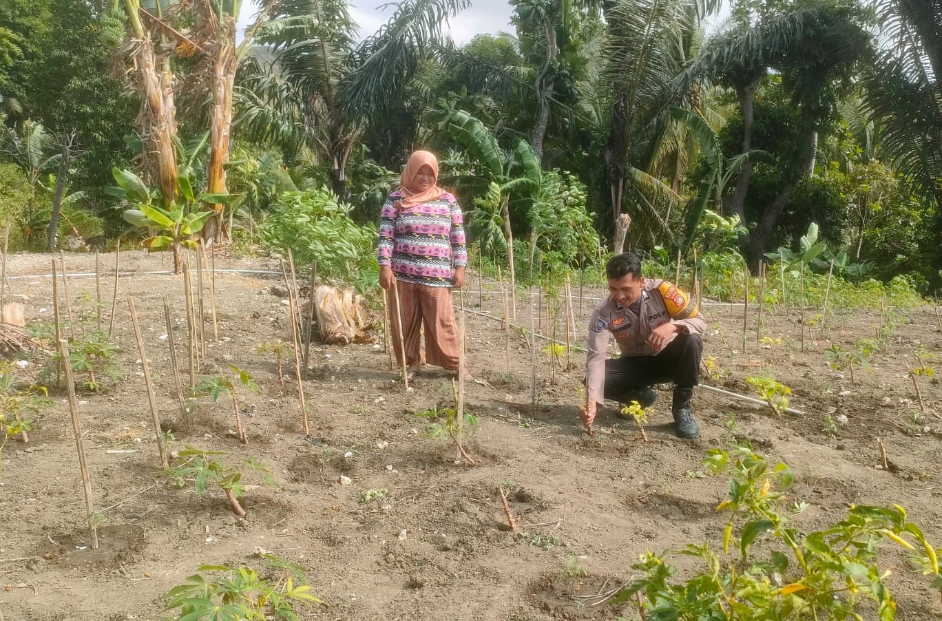 Kawal Ketahanan Pangan, Bhabinkamtibmas Polsek Pamboang Kontrol Kebun Cabai dan Singkong Warga di Bonde