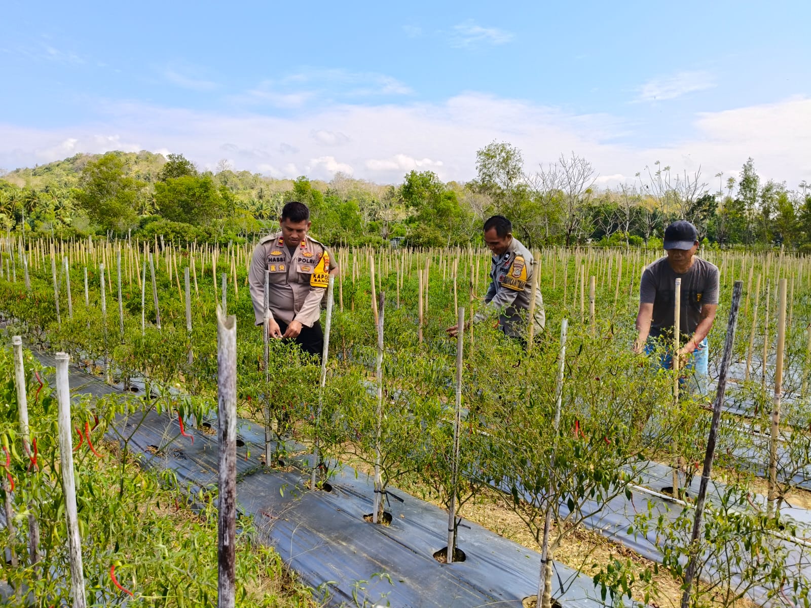 Kapolsek Banggae Turun ke Kebun Cabai, Pastikan Tanaman Petani Siap Panen dan Produktif