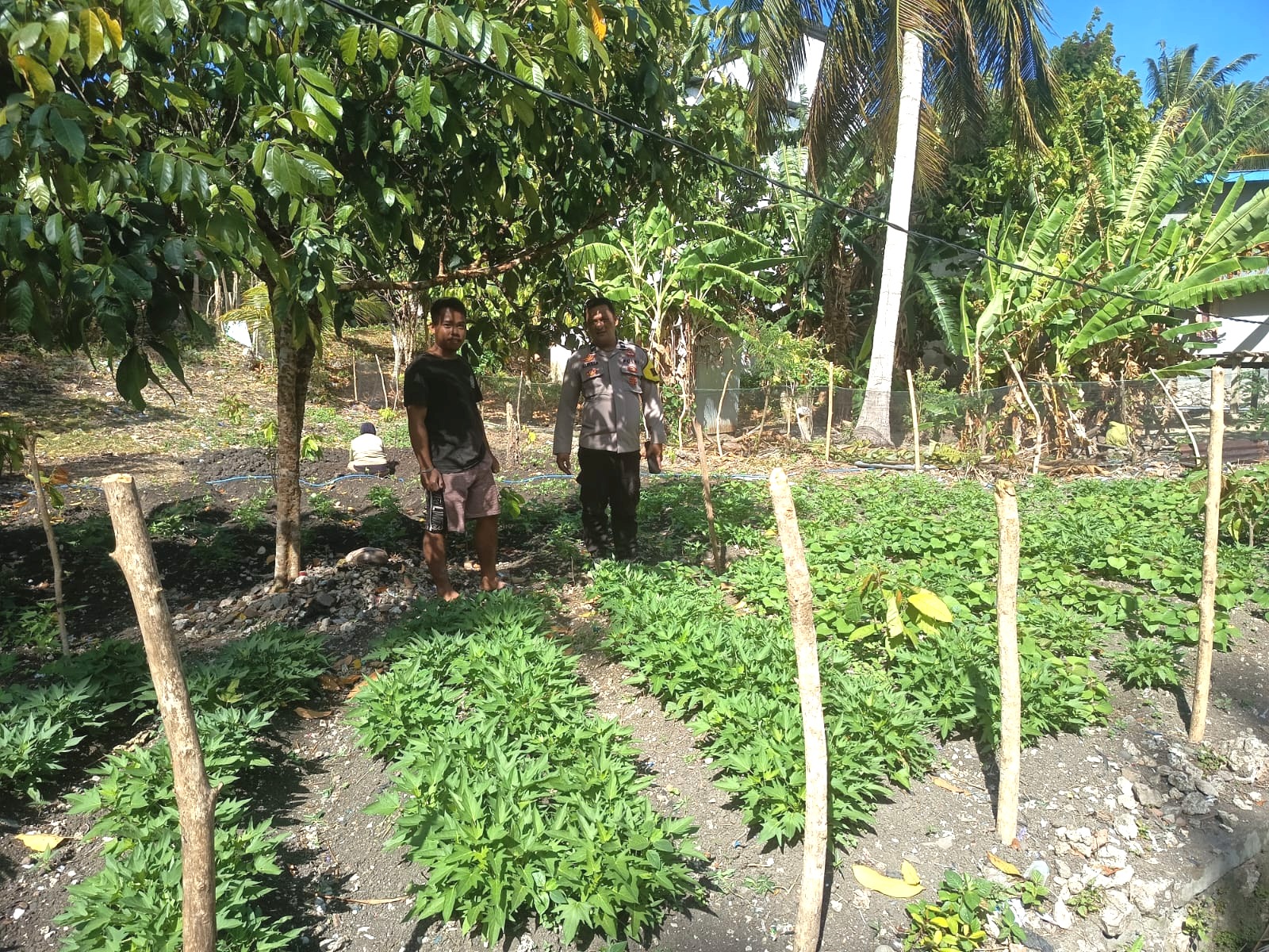 Bhabinkamtibmas Pamboang Dampingi Petani, Pastikan Tanaman Ubi Jalar dan Persiapan Tanam Bawang Merah Berjalan Optimal