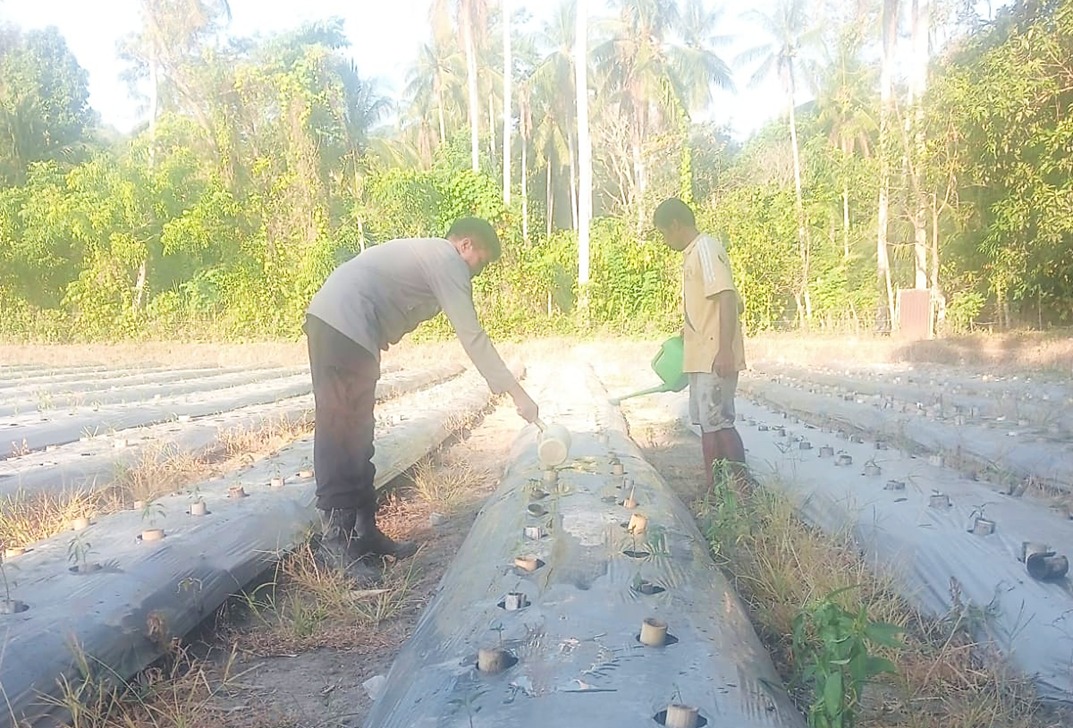 Bhabinkamtibmas Polsek Sendana Turun Langsung Rawat Kebun Cabai, Wujud Nyata Dukung Ketahanan Pangan Nasional