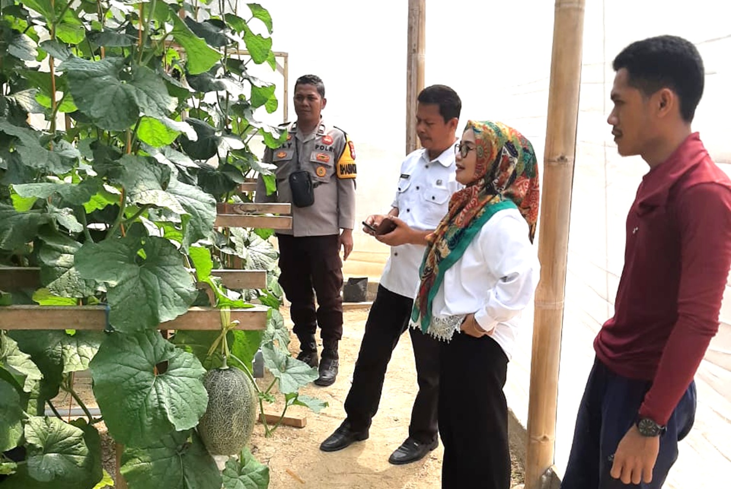 Bhabinkamtibmas Polsek Banggae Bersama Pemerintah Kelurahan Tinjau Perkembangan Melon Hidroponik, Dukung Ketahanan Pangan di Majene