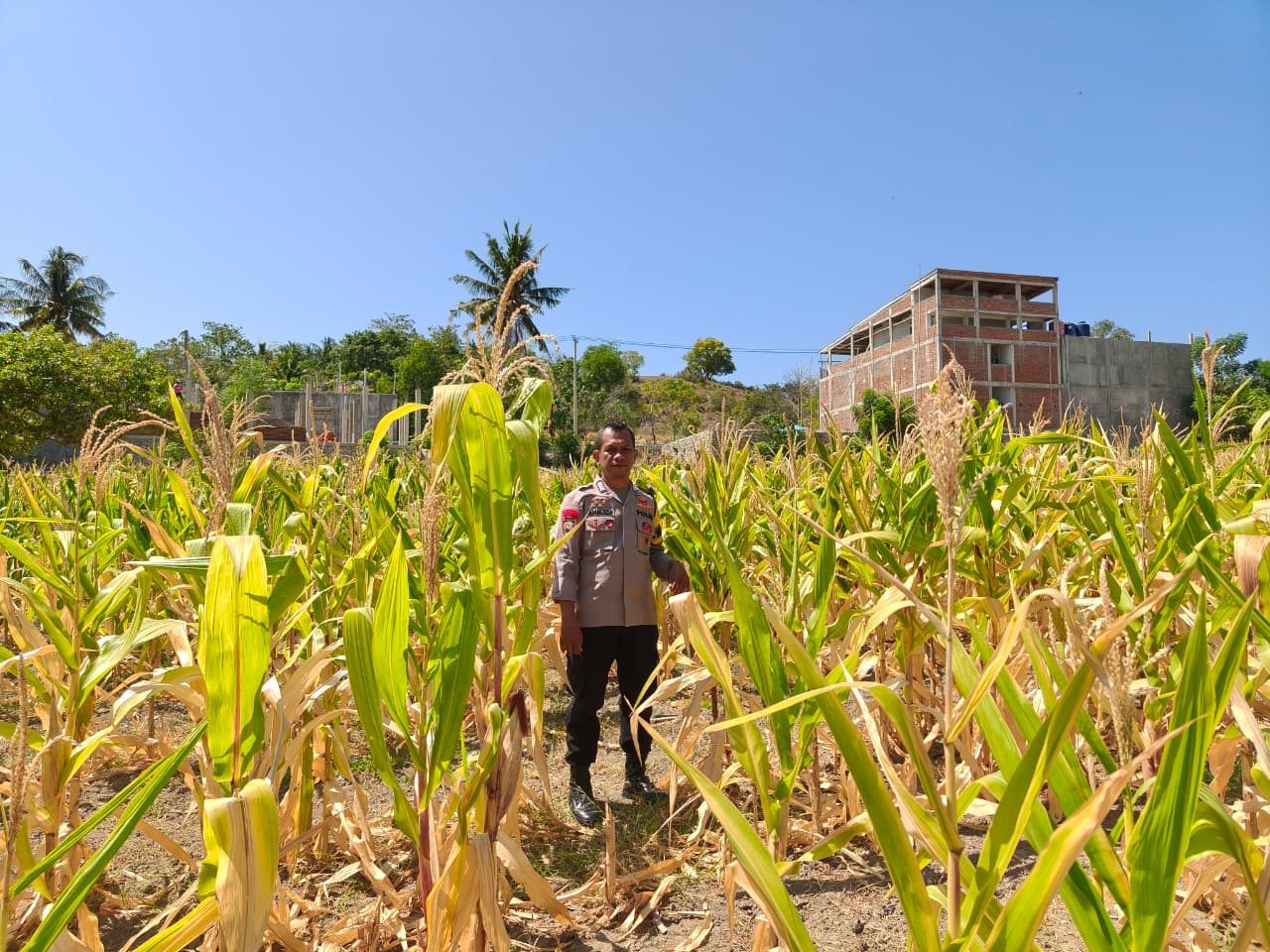 Bhabinkamtibmas Polsek Banggae Pantau Jagung, Dorong Petani Tingkatkan Produktivitas