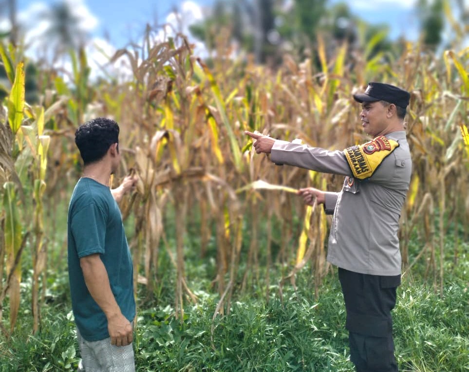 Bhabinkamtibmas Polsek Malunda Dorong Ketahanan Pangan Lewat Pemantauan Tanaman Jagung