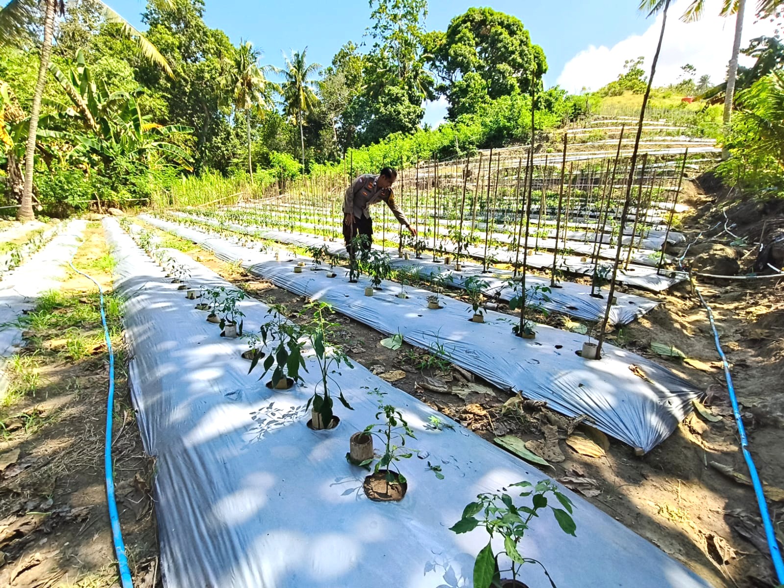 Dukung Ketahanan Pangan, Bhabinkamtibmas Polsek Banggae Dorong Petani Majene Optimalkan Budidaya Cabai