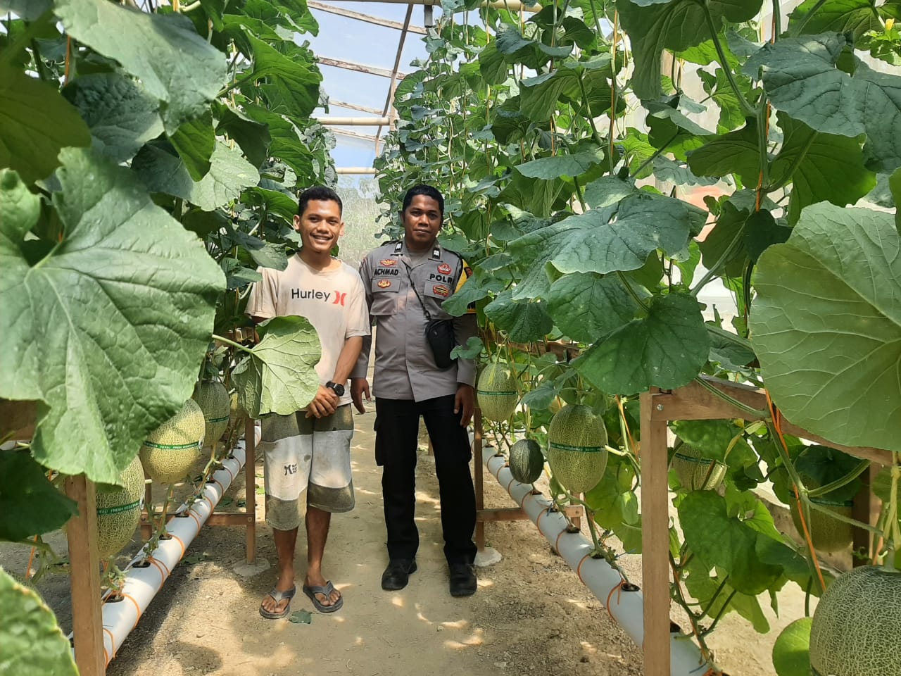 Bhabinkamtibmas Polsek Banggae Pantau Kebun Melon Hidroponik di Baruga, Dorong Ketahanan Pangan dan Ekonomi Warga
