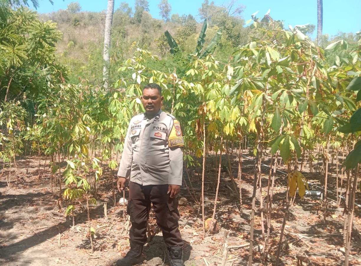Dorong Kemandirian Pangan, Bhabinkamtibmas Polsek Banggae Pantau Perkembangan Tanaman Singkong di Lembang
