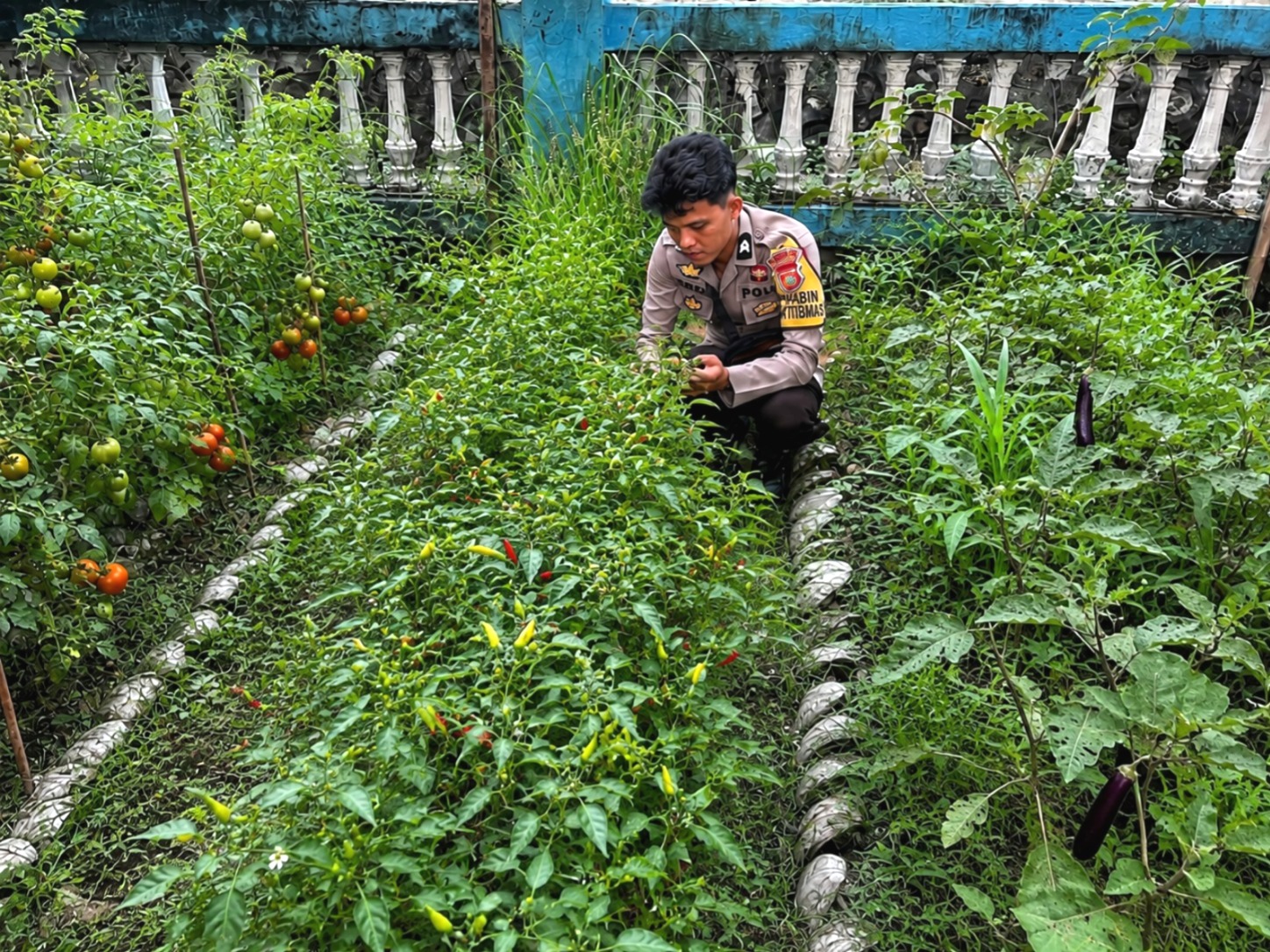 Dukung Ketahanan Pangan, Bhabinkamtibmas Polsek Pamboang Ajak Warga Produktifkan Lahan Pekarangan