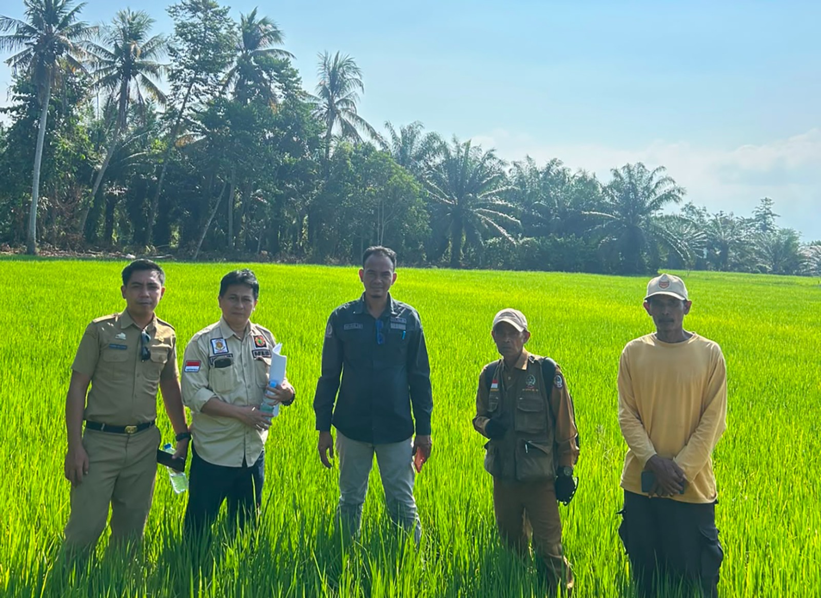 Strategi Tepat Hadapi El Nino, Petani di Luwu Utara Sukses Panen Raya dengan Harga Gabah Tinggi