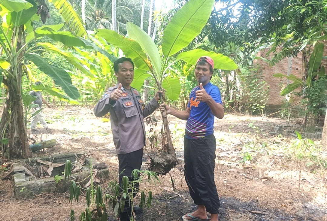 Bhabinkamtibmas Polsek Pamboang Bagikan Bibit Pisang Loka Pere, Dorong Pemanfaatan Lahan Kosong Warga