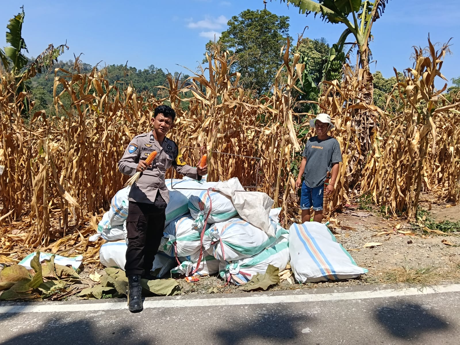 Panen Jagung di Desa Arabua, Polsek Tutar Dukung Ketahanan Pangan