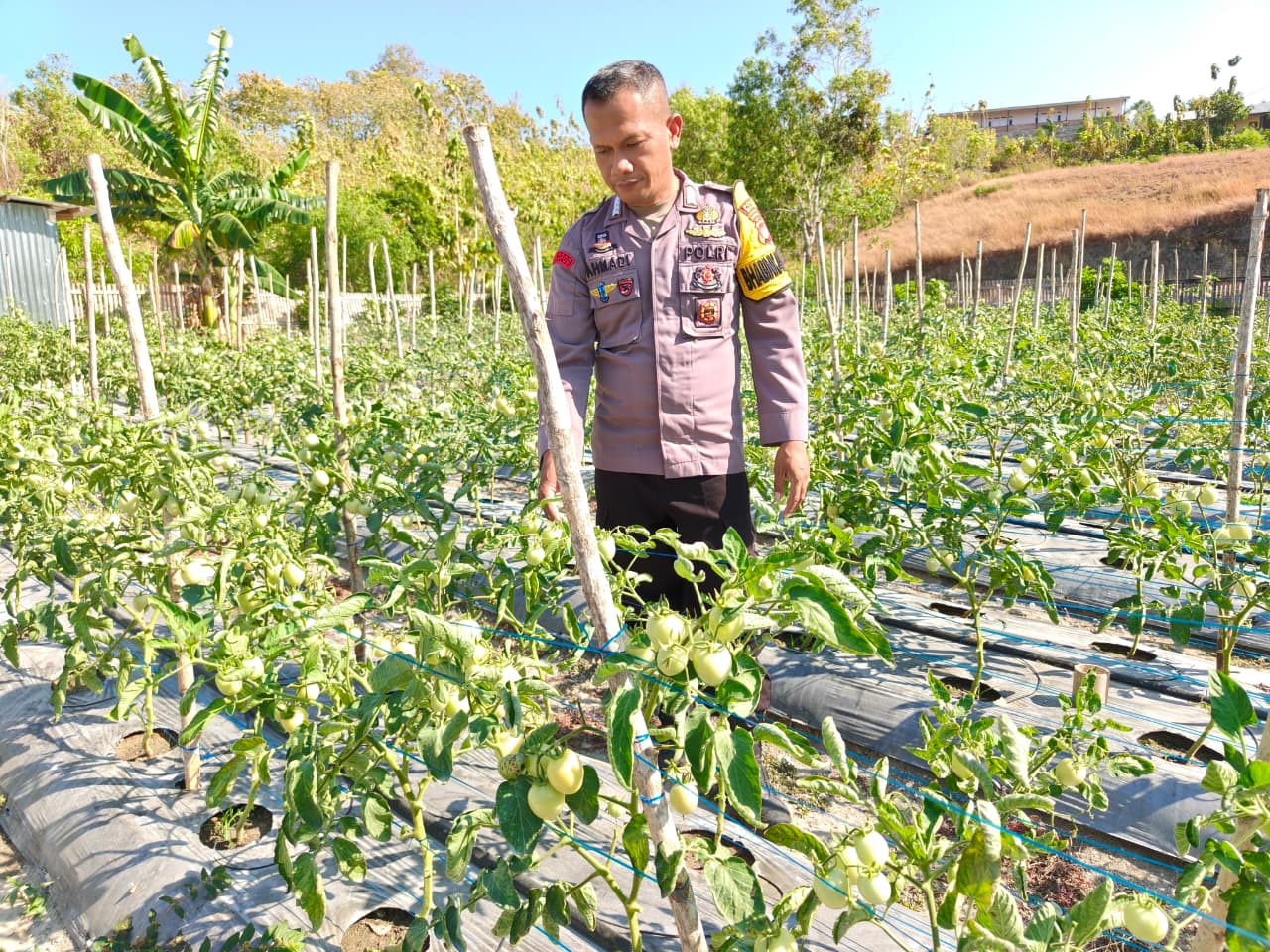 Sambangi Ladang Tomat, Bhabinkamtibmas Polsek Banggae Dorong Petani Tingkatkan Hasil Panen