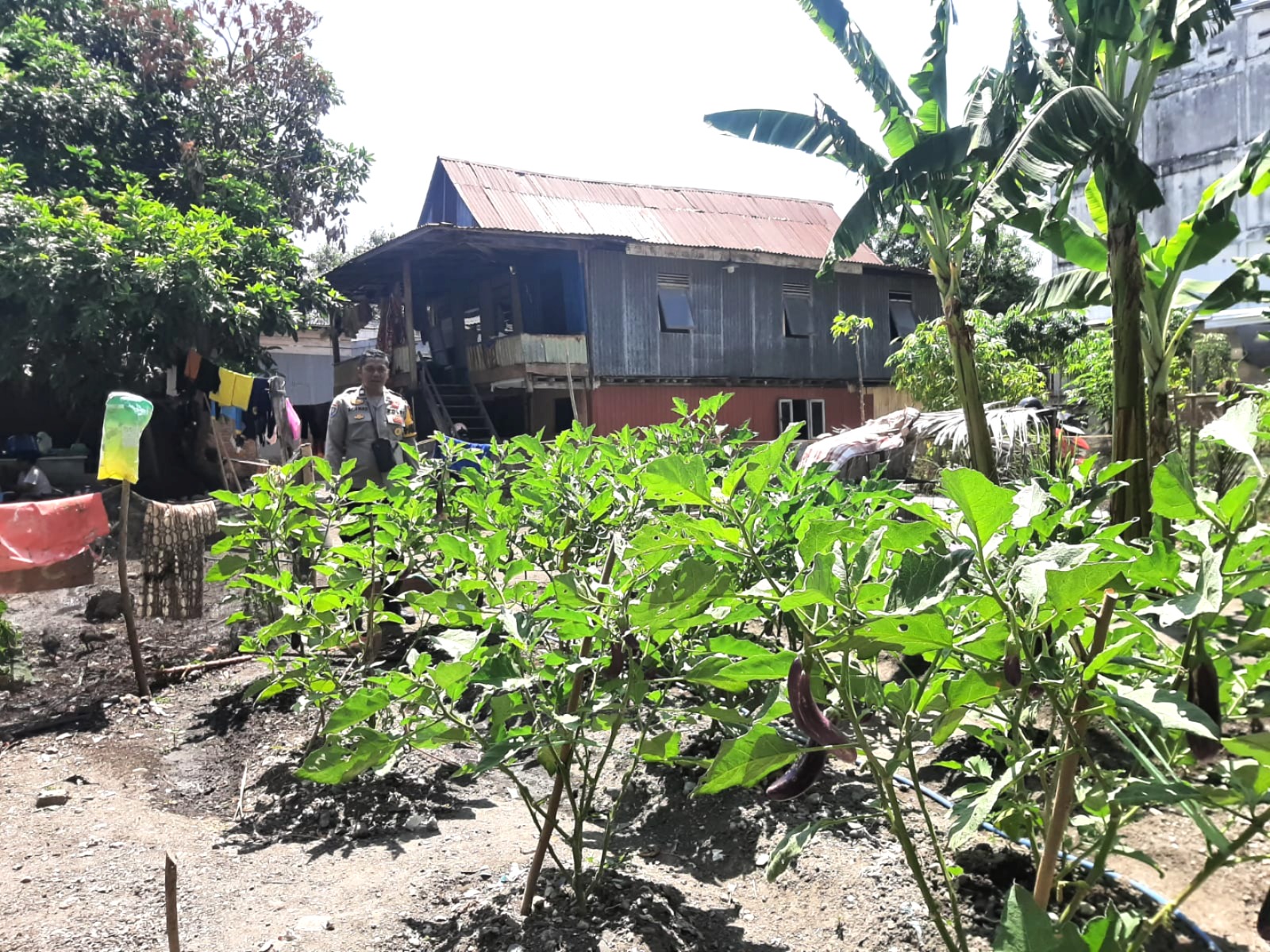 Lahan Produktif Terus Digalakkan, Bhabinkamtibmas Polsek Banggae Pantau Tumbuh Kembang Tanaman Terong Warga