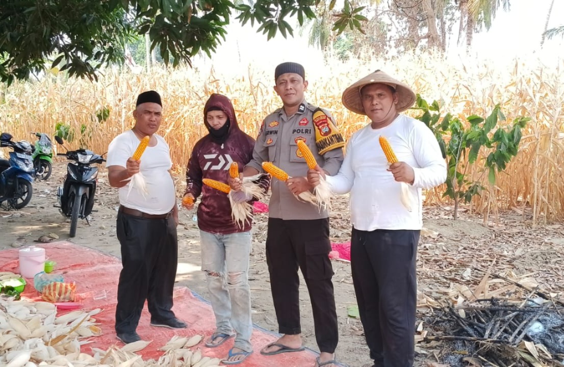 Bhabinkamtibmas Polsek Malunda Pantau Jagung Siap Panen, Dorong Warga Optimalkan Lahan Pertanian