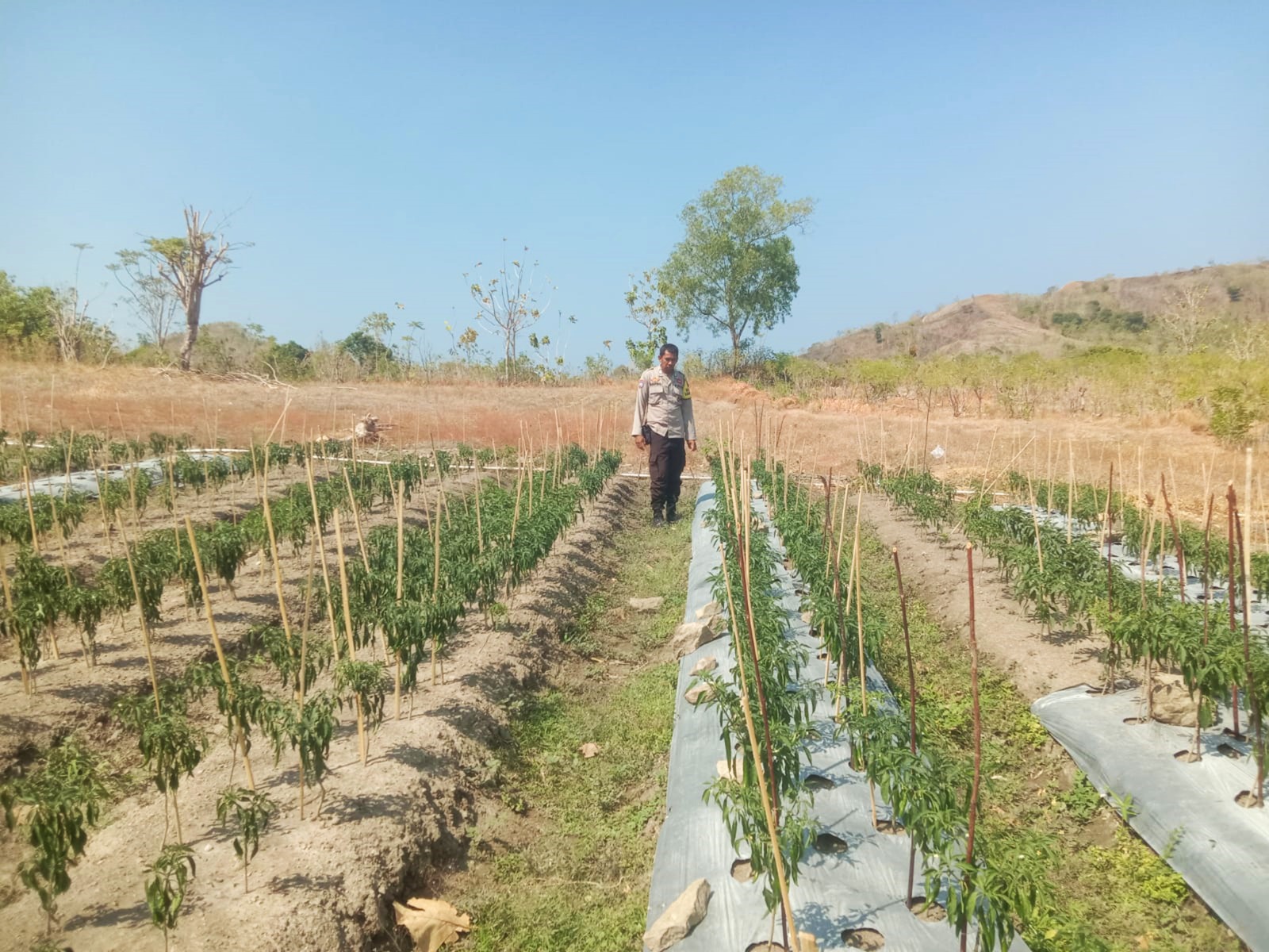 Bhabinkamtibmas Polsek Sendana Panyau Kebun Cabai, Dorong Ketahanan Pangan Warga Puttada Utara