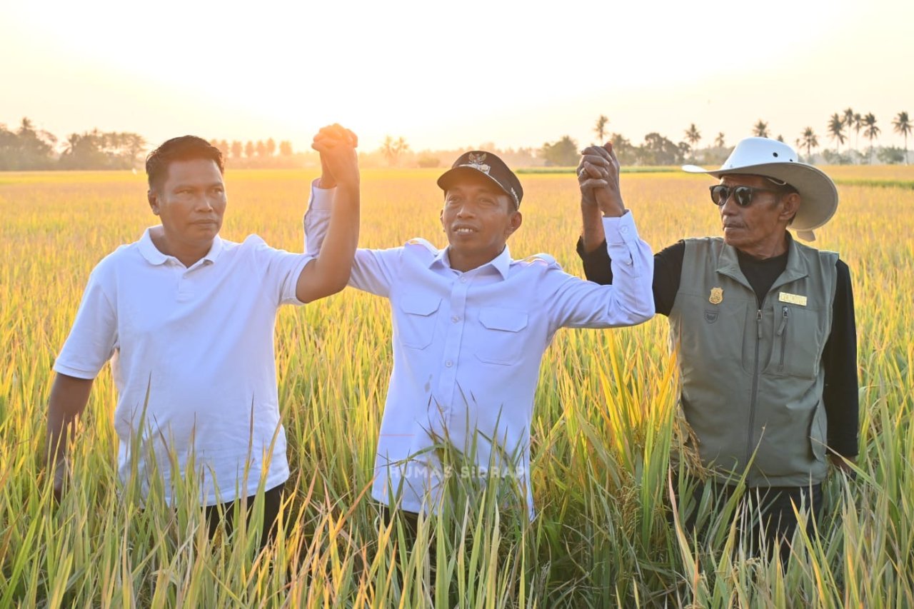 Panen di Bola Bulu, Bupati Sidrap Soroti Nilai Ekonomi Produktivitas Sawah