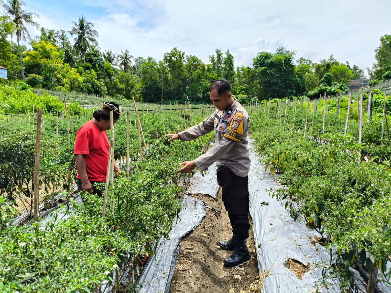 Bhabinkamtibmas Polsek Banggae Aktif Pantau Kebun Cabai, Dukung Ketahanan Pangan Warga