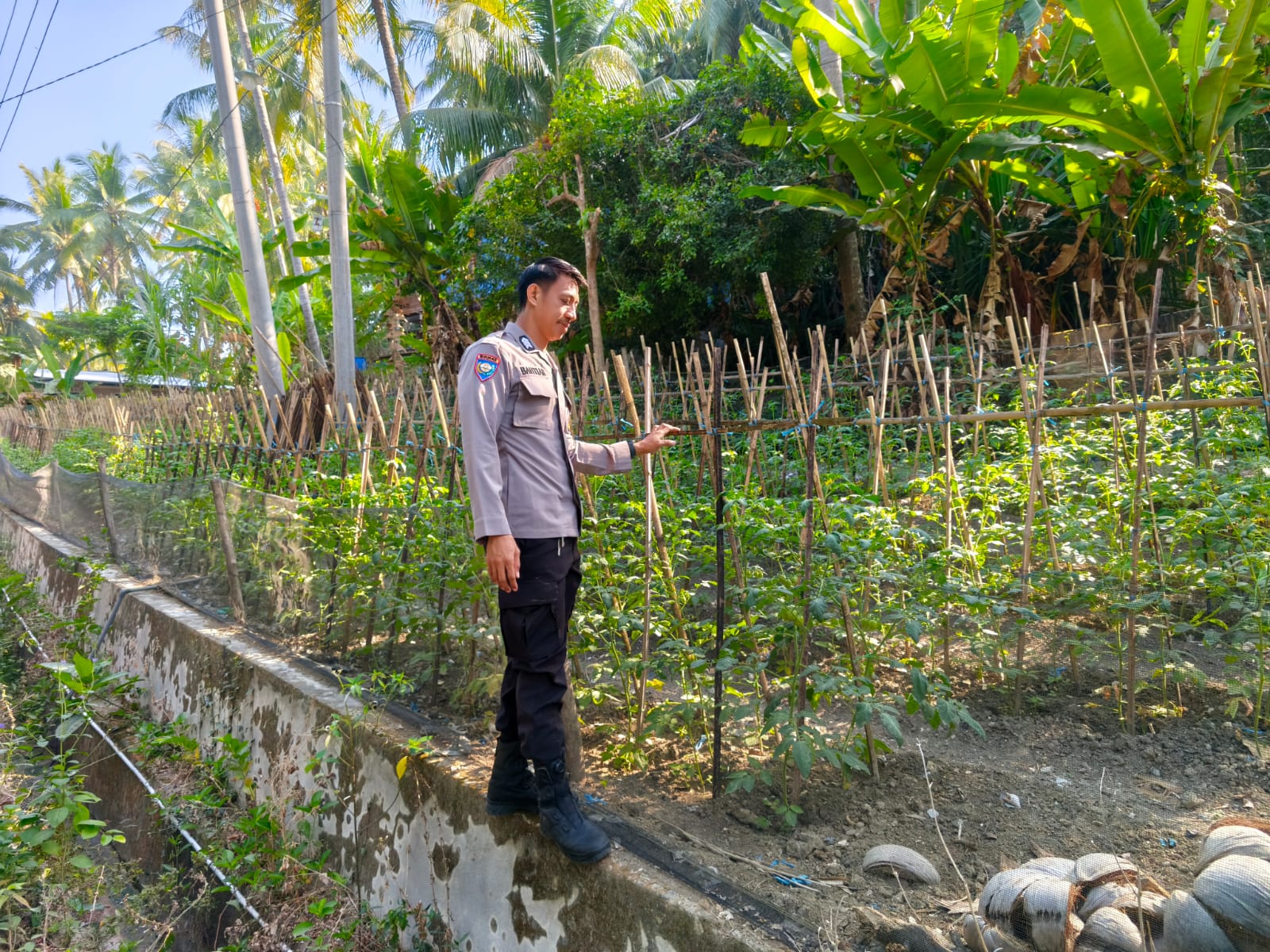 Produktifkan Lahan Pekarangan Warga, Bhabinkamtibmas Polsek Banggae Pantau Budidaya Tomat