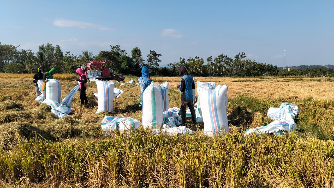 387 Hektare Sawah Dipanen, Produksi Padi Lagading Bernilai Lebih dari Rp21 Miliar