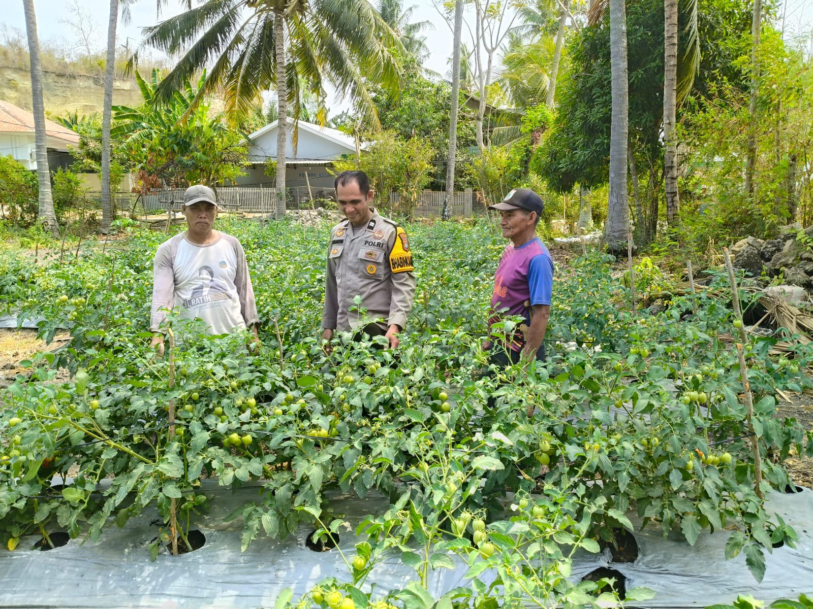 Jelang Panen, Bhabinkamtibmas Polsek Banggae Pantau Perkembangan Tanaman Tomat Kelompok Tani Paendo