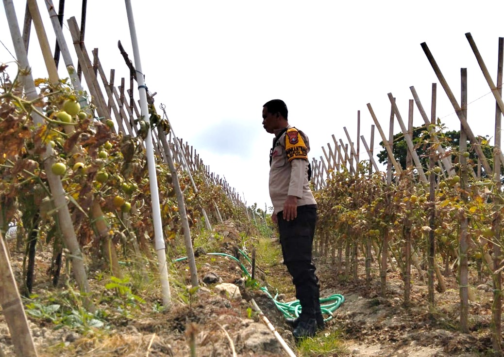 Pantau Kebun Tomat Warga, Bhabinkamtibmas Polsek Banggae Pastikan Pertanian Tetap Produktif