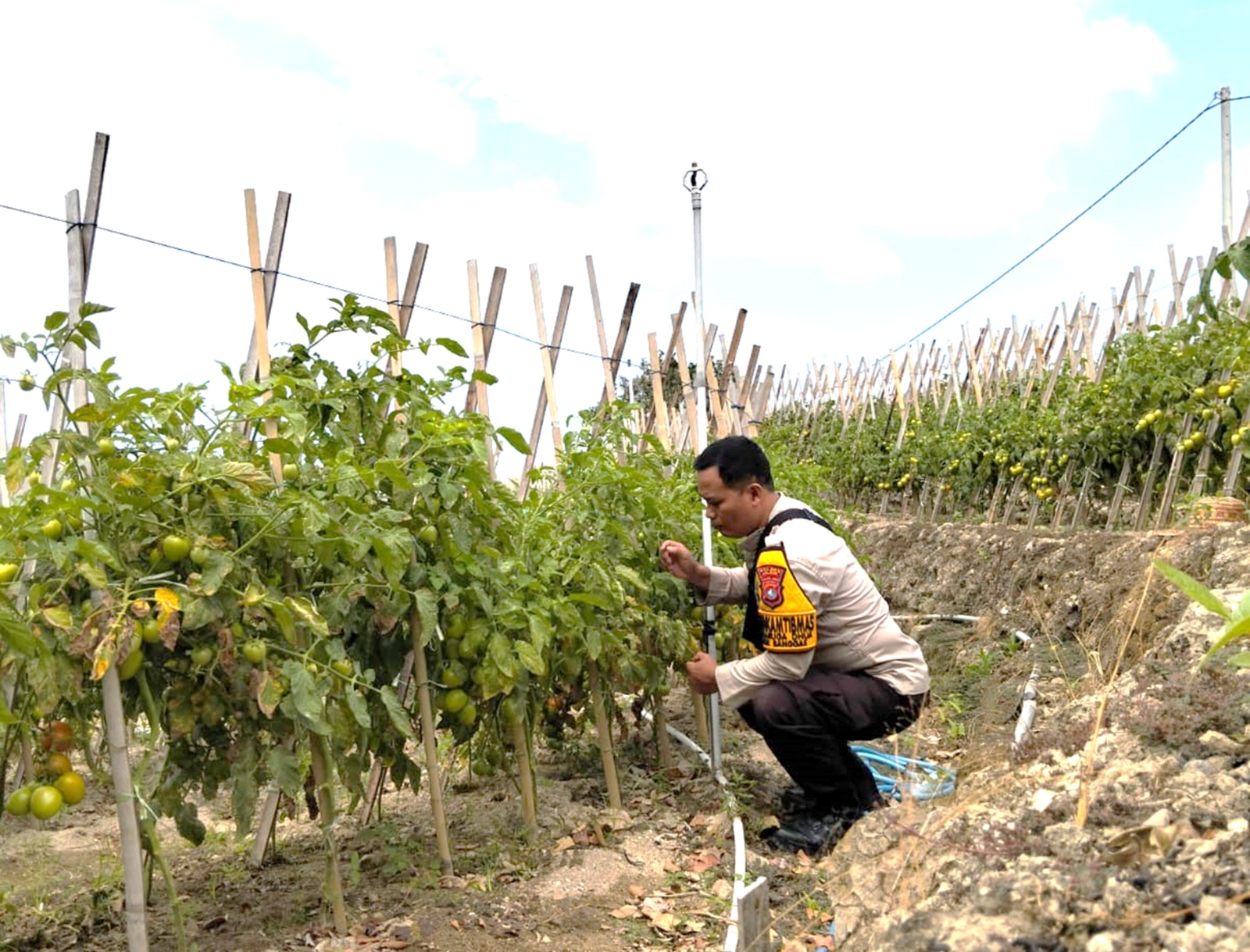 Bhabinkamtibmas Polsek Banggae Dorong Produktivitas Petani, Tanaman Tomat Kelompok Tani Bunga Tanjung Segera Panen