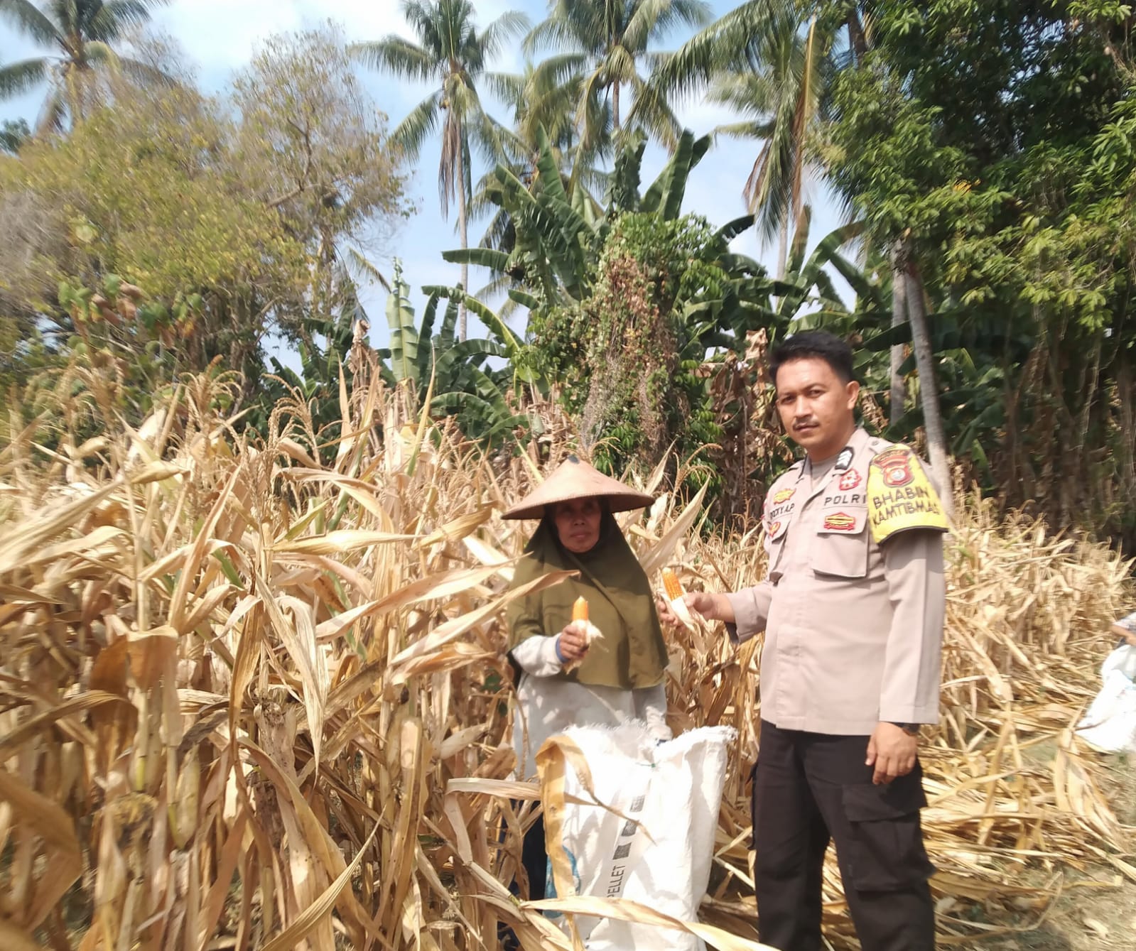 Bhabinkamtibmas Polsek Malunda Dampingi Warga, Panen Jagung di Lahan Seluas 1 Hektare
