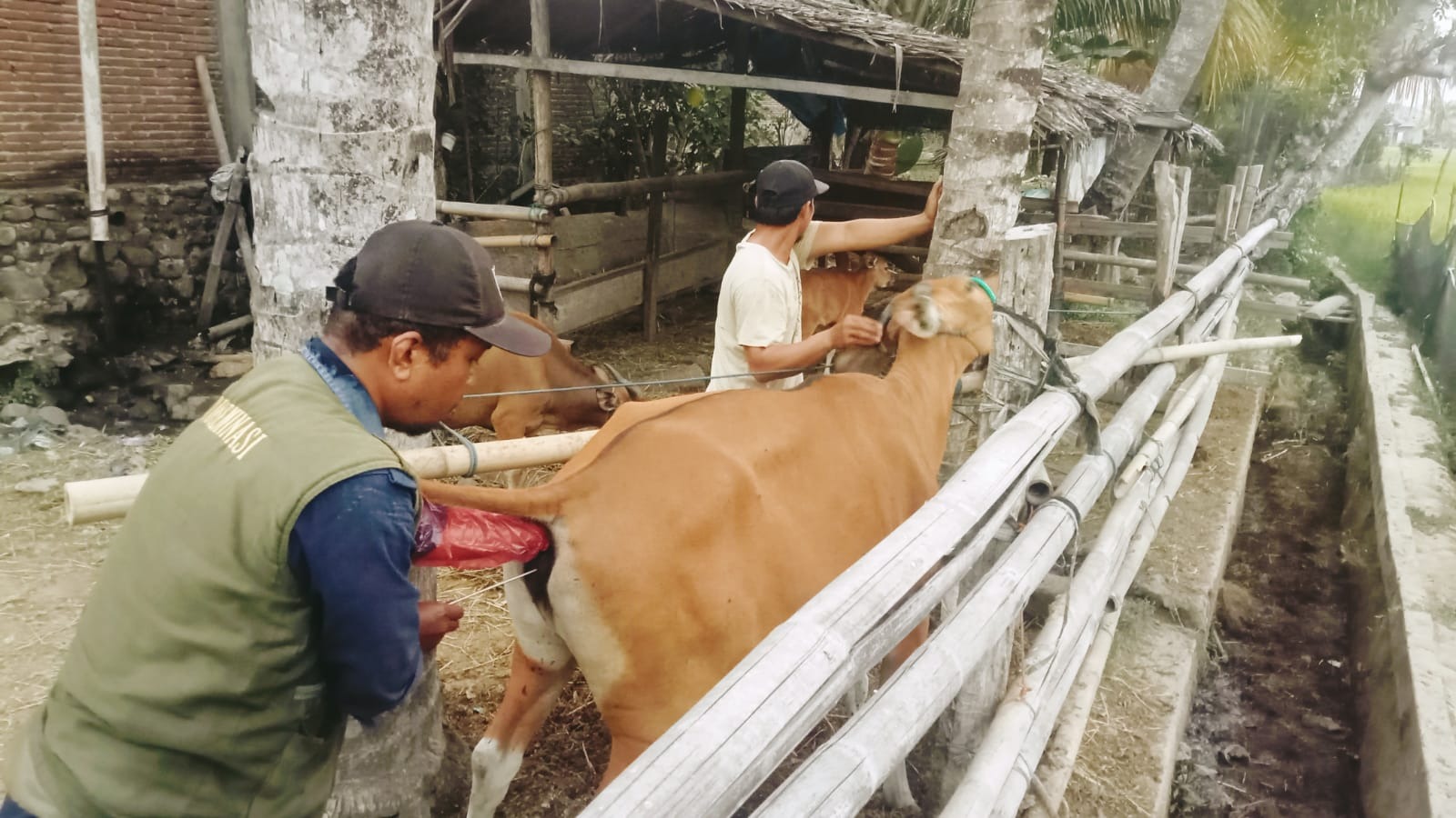 IB Sulbar Capai 61,44 Persen, Terbaik Kedua Nasional