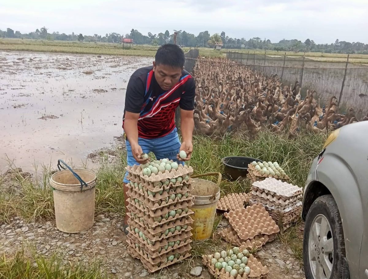 Alisman: ASN Luwu Utara yang Menjadi "Pahlawan" Peternak Itik dan Ayam Lokal